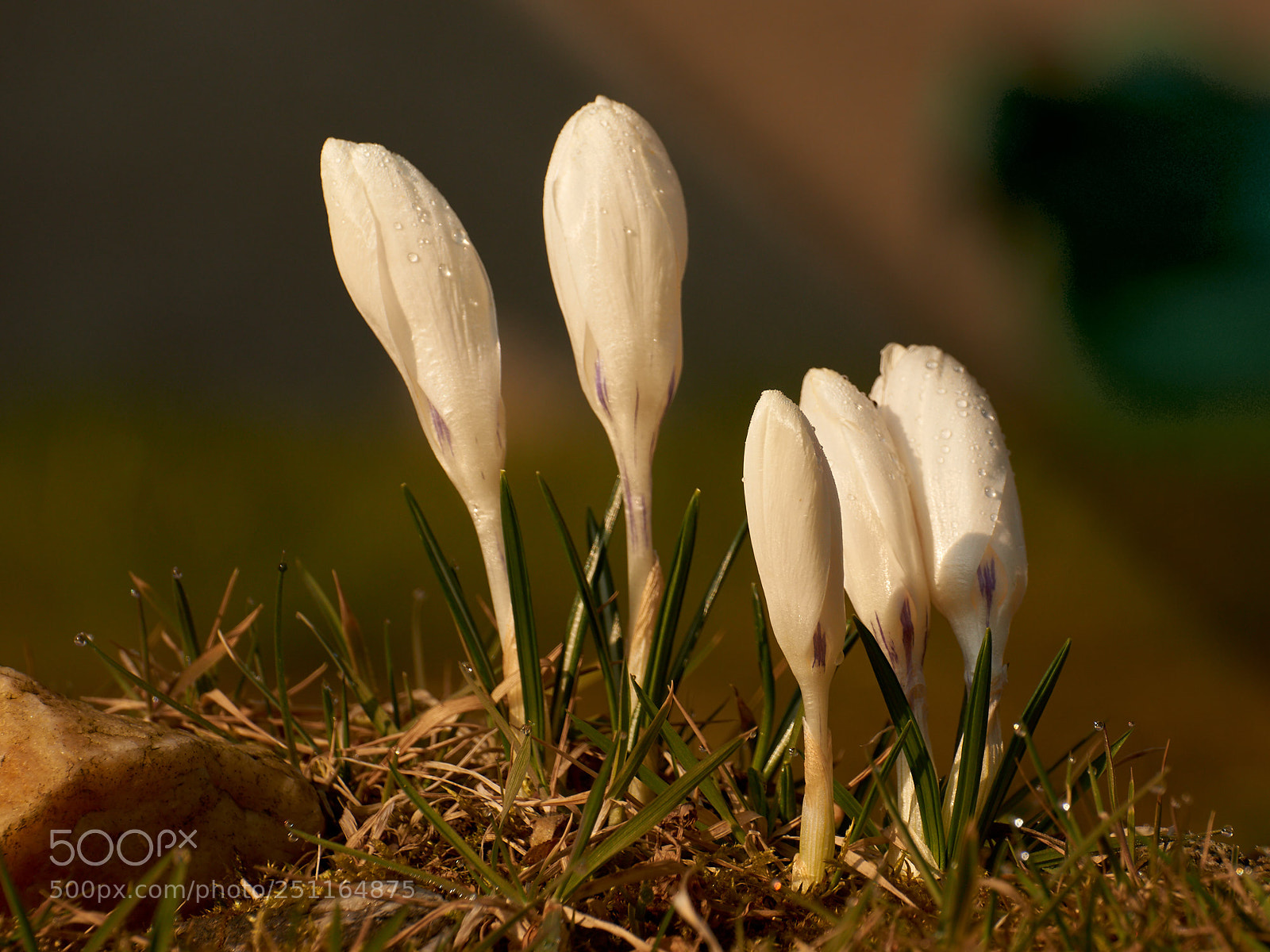 Sony SLT-A65 (SLT-A65V) sample photo. Five white crocus photography