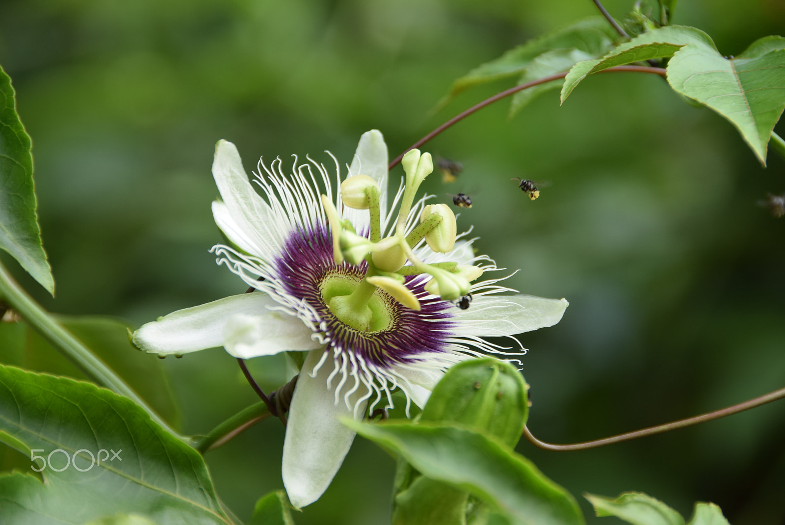 Nikon D5300 sample photo. Passion flower photography