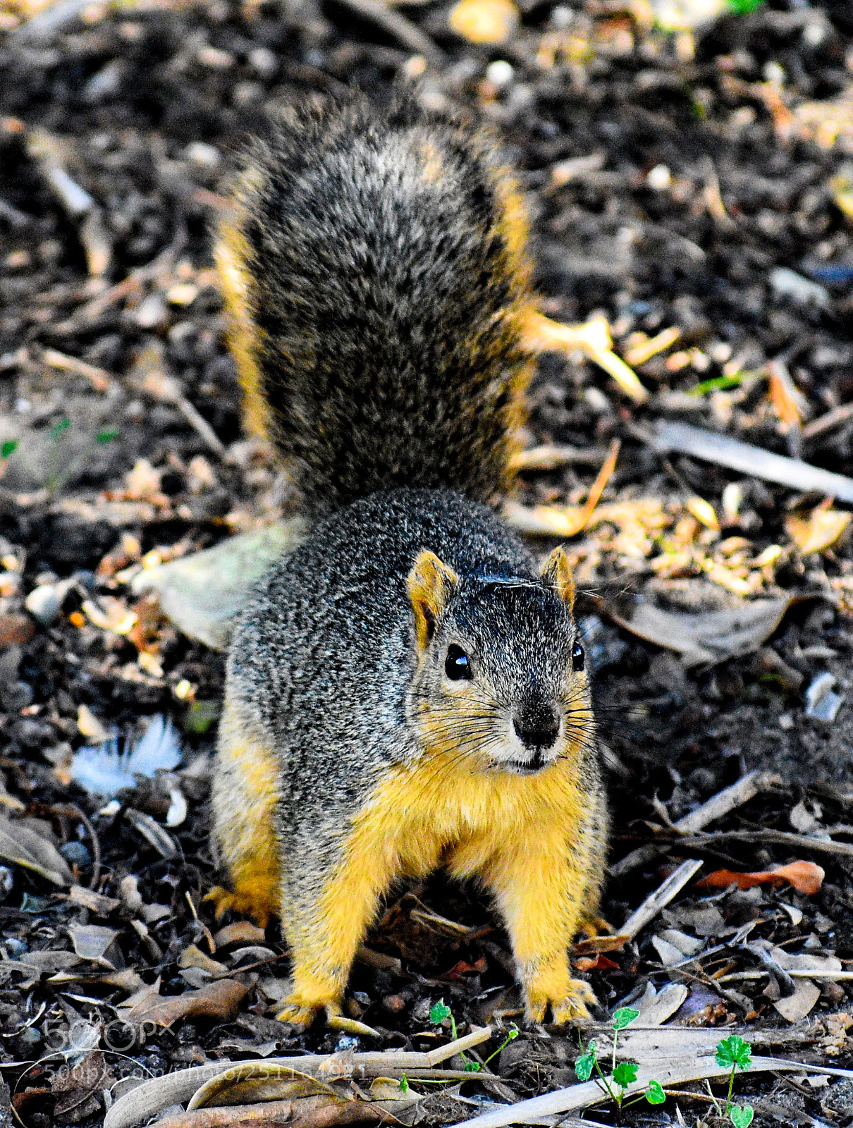 Nikon D7200 sample photo. A little squirrel saying photography