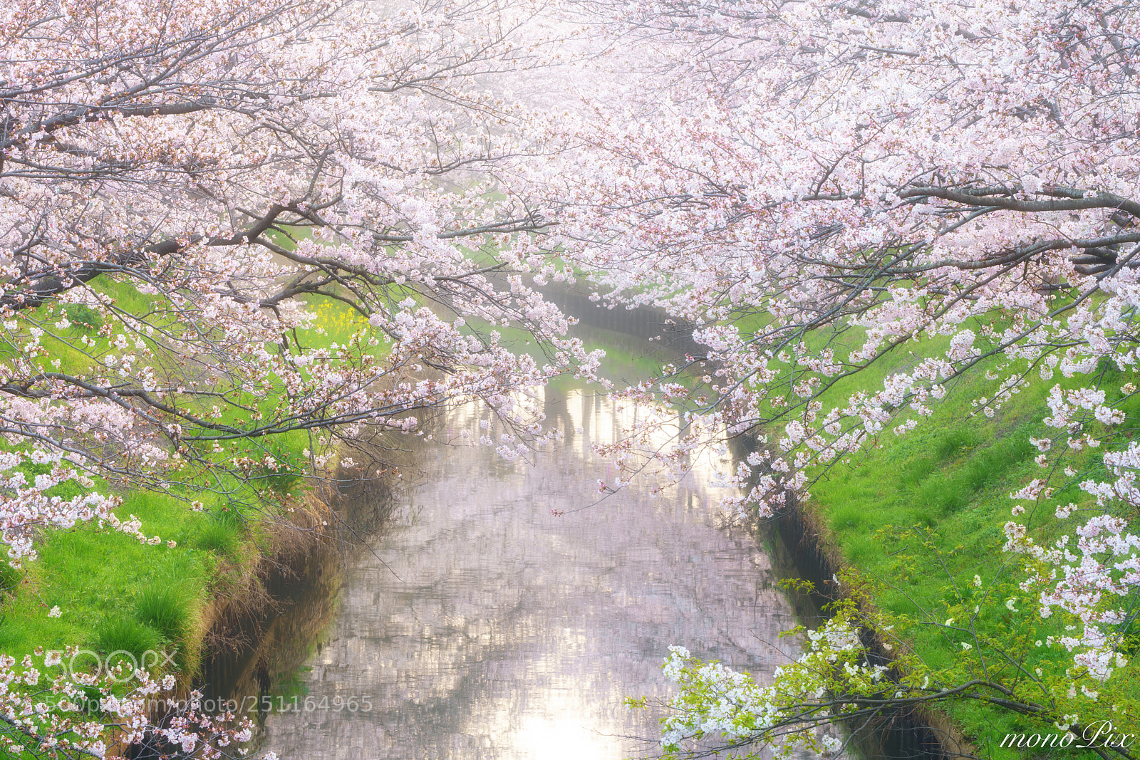 Sony a7R III sample photo. Sakura in morning fog photography