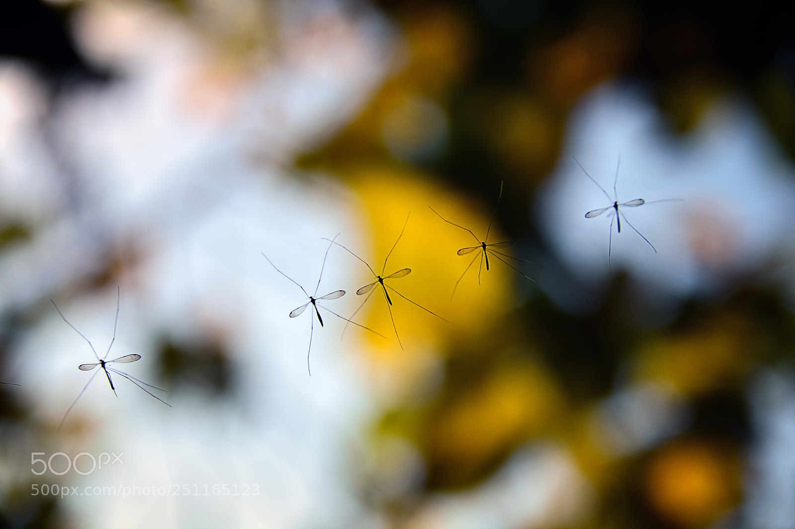 Nikon D7100 sample photo. Plb photography
