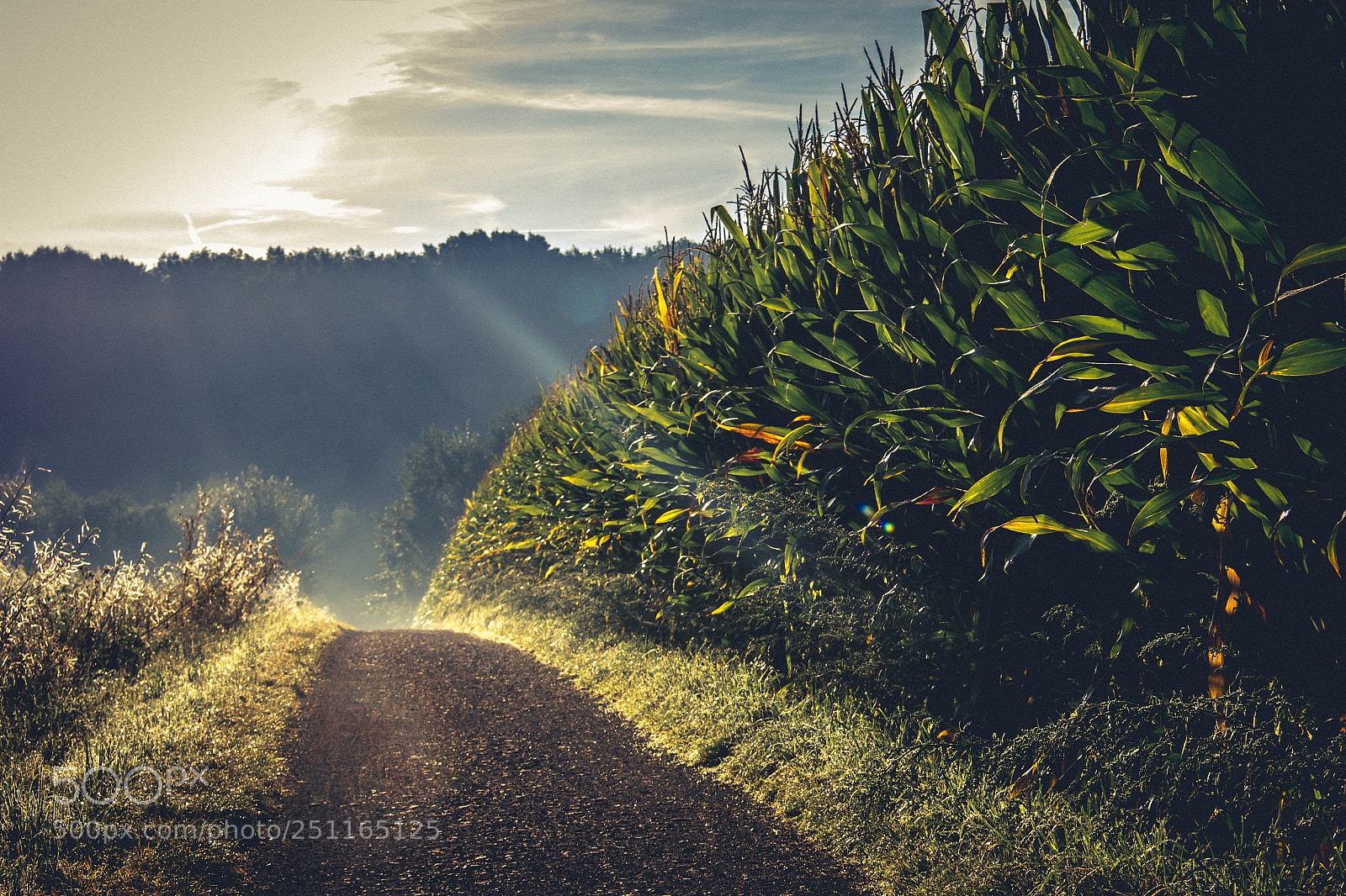 Canon EOS 600D (Rebel EOS T3i / EOS Kiss X5) sample photo. Corn field photography