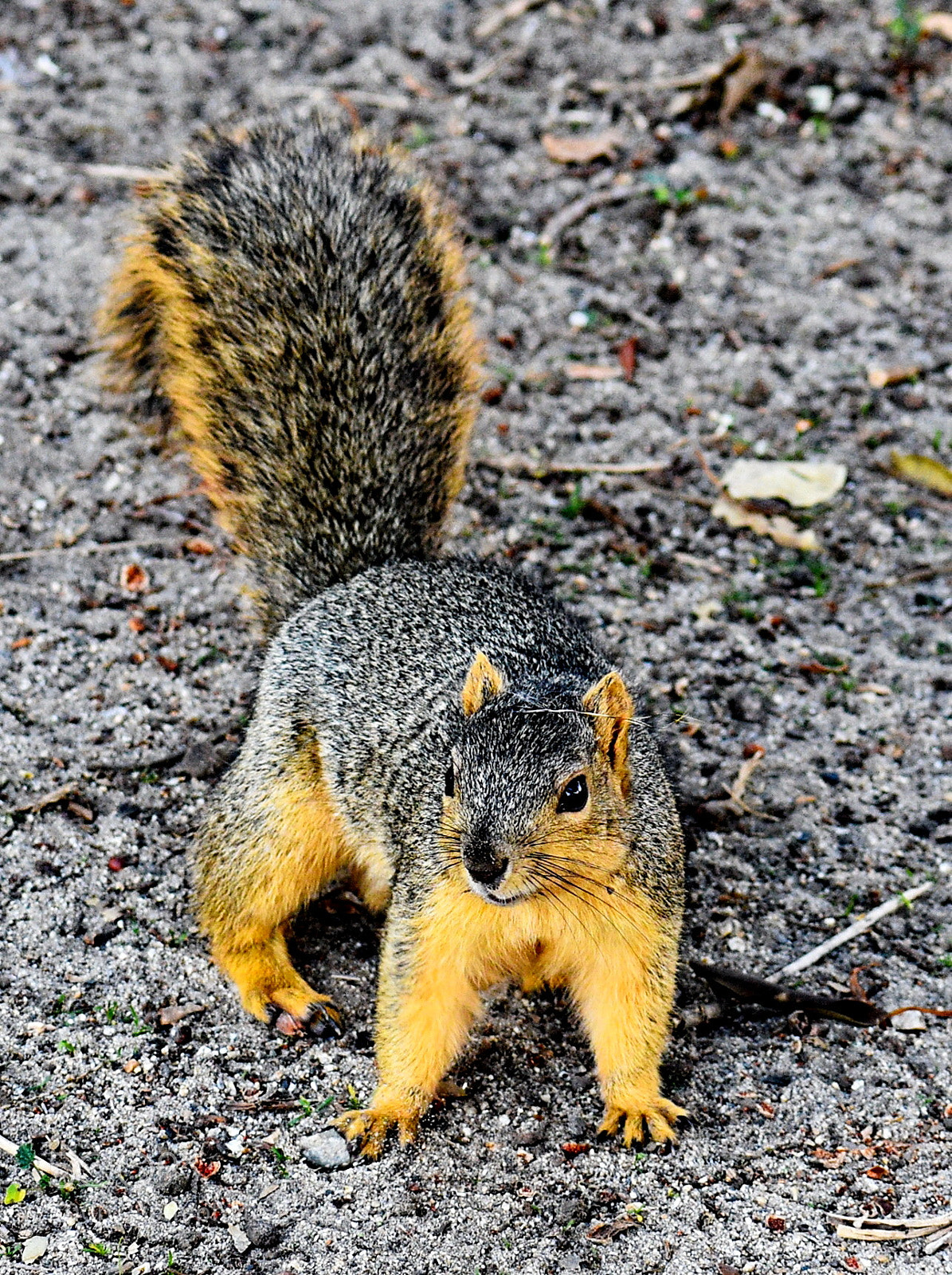Nikon D7200 sample photo. A little squirrel walking photography