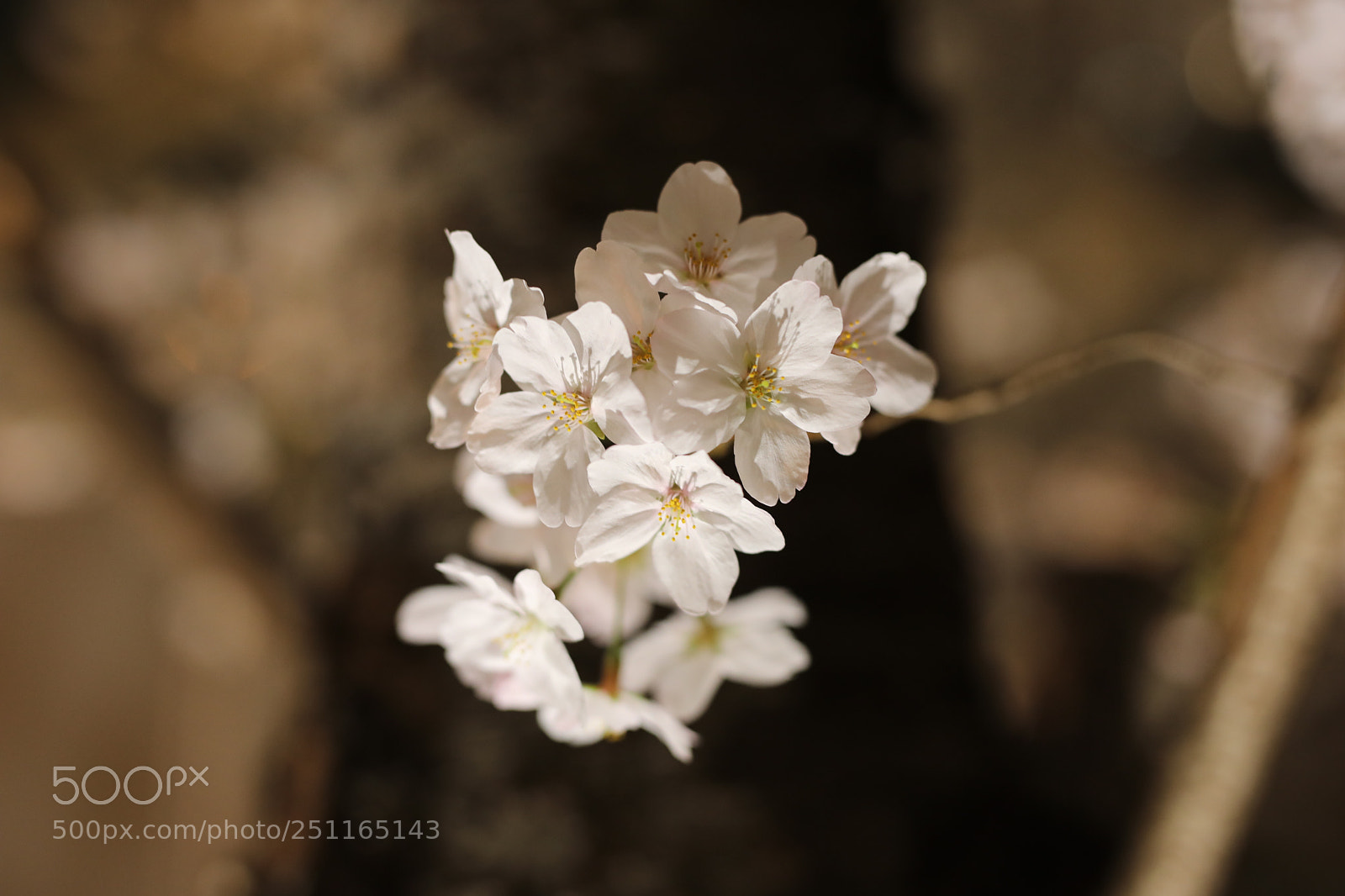 Canon EOS 5D Mark IV sample photo. Cherry at night photography