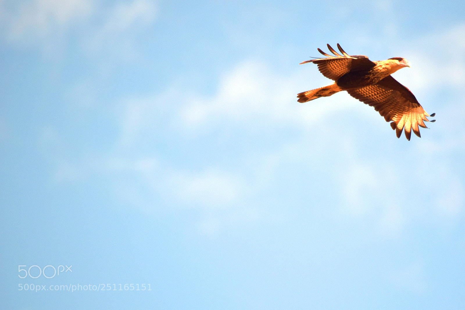 Nikon D5300 sample photo. ... ;-)" photography