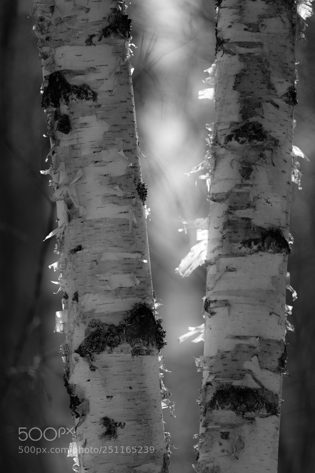 Sony a7R II sample photo. Dsc photography