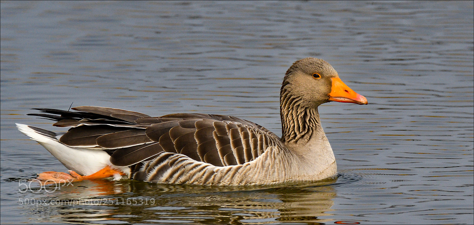 Nikon D500 sample photo. Grauwe gans photography