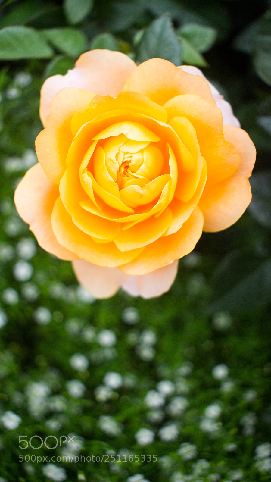 Canon EOS 700D (EOS Rebel T5i / EOS Kiss X7i) sample photo. Flowers hk show photography