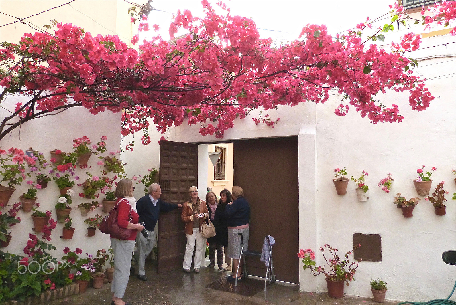 Panasonic Lumix DMC-FZ47 (Lumix DMC-FZ48) sample photo. A canopy of bougainvilleas photography