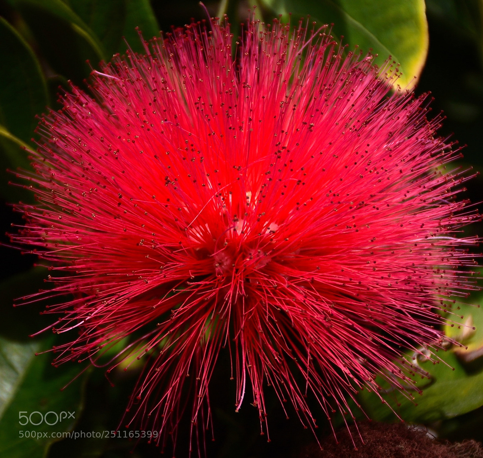Nikon D7200 sample photo. A red puff flower photography