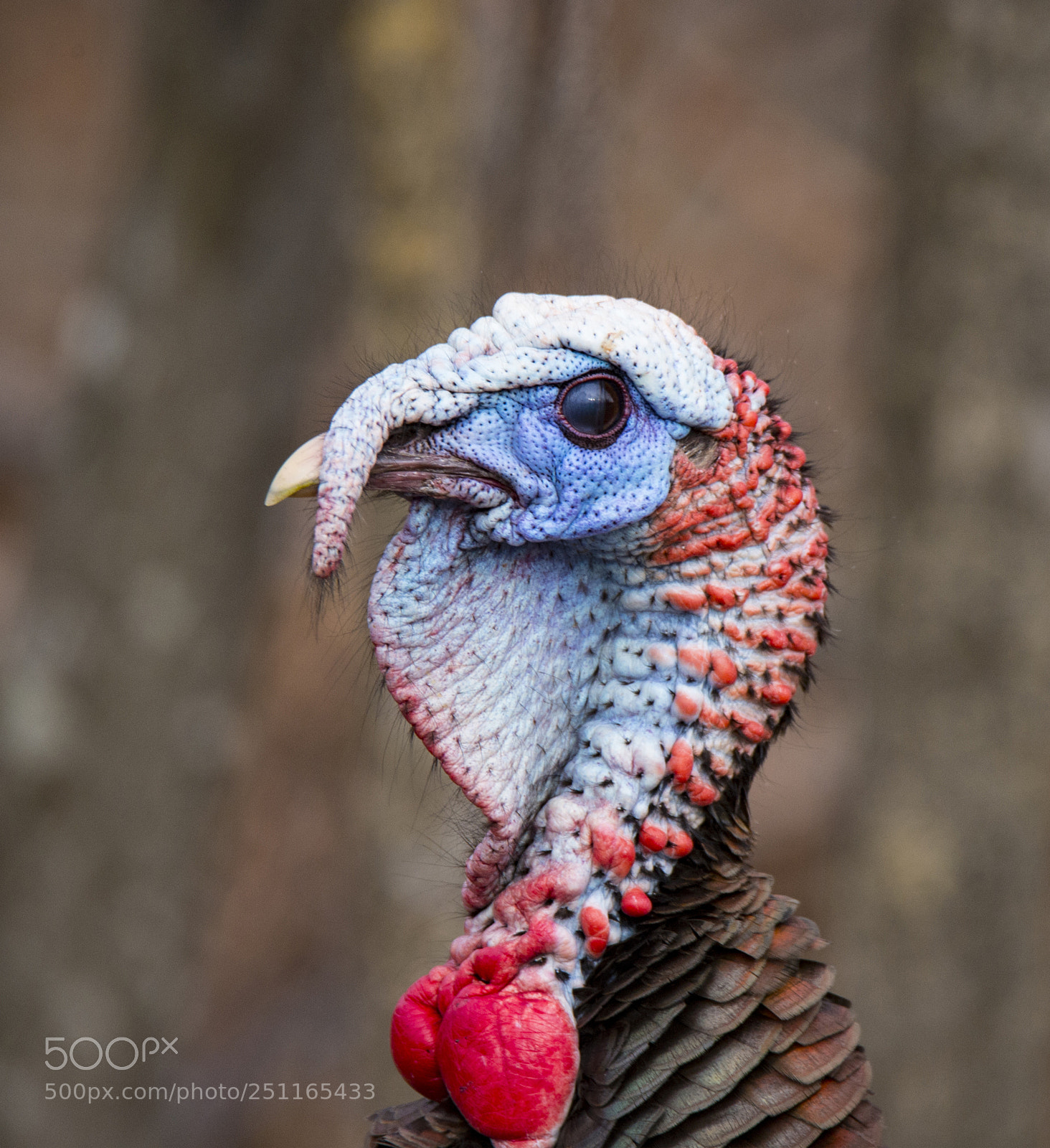 Nikon D4 sample photo. Wild turkey portrait photography