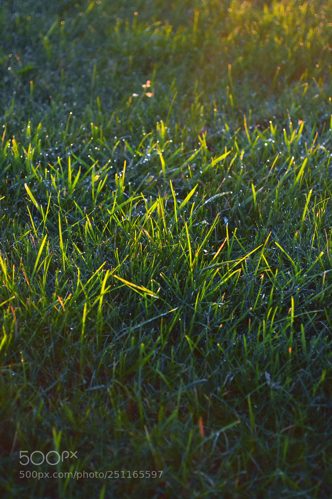Nikon D3100 sample photo. Sunny day photography