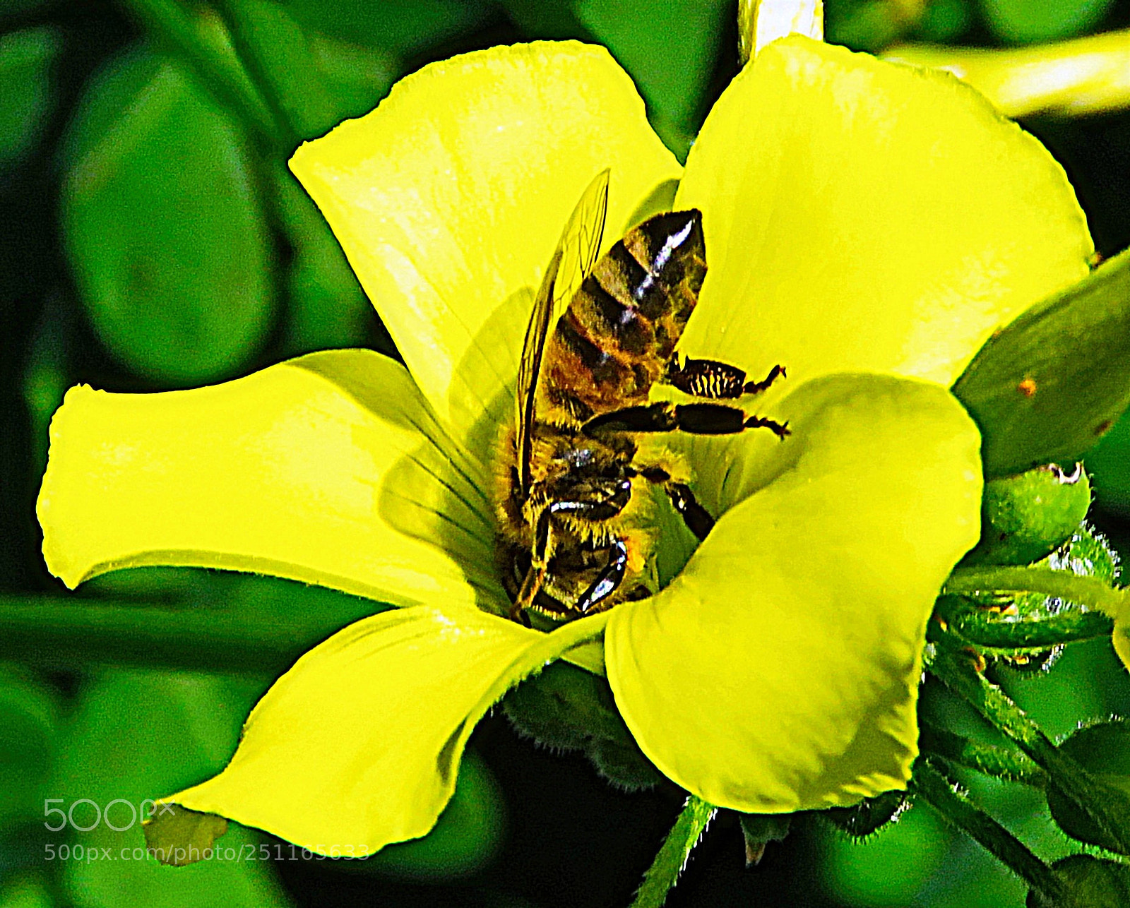 Canon PowerShot SX60 HS sample photo. A bee enjoying a photography