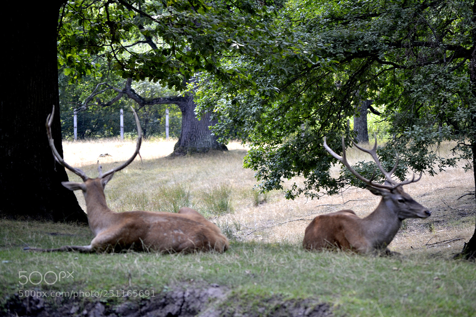 Nikon D3100 sample photo. Cervus elaphus photography