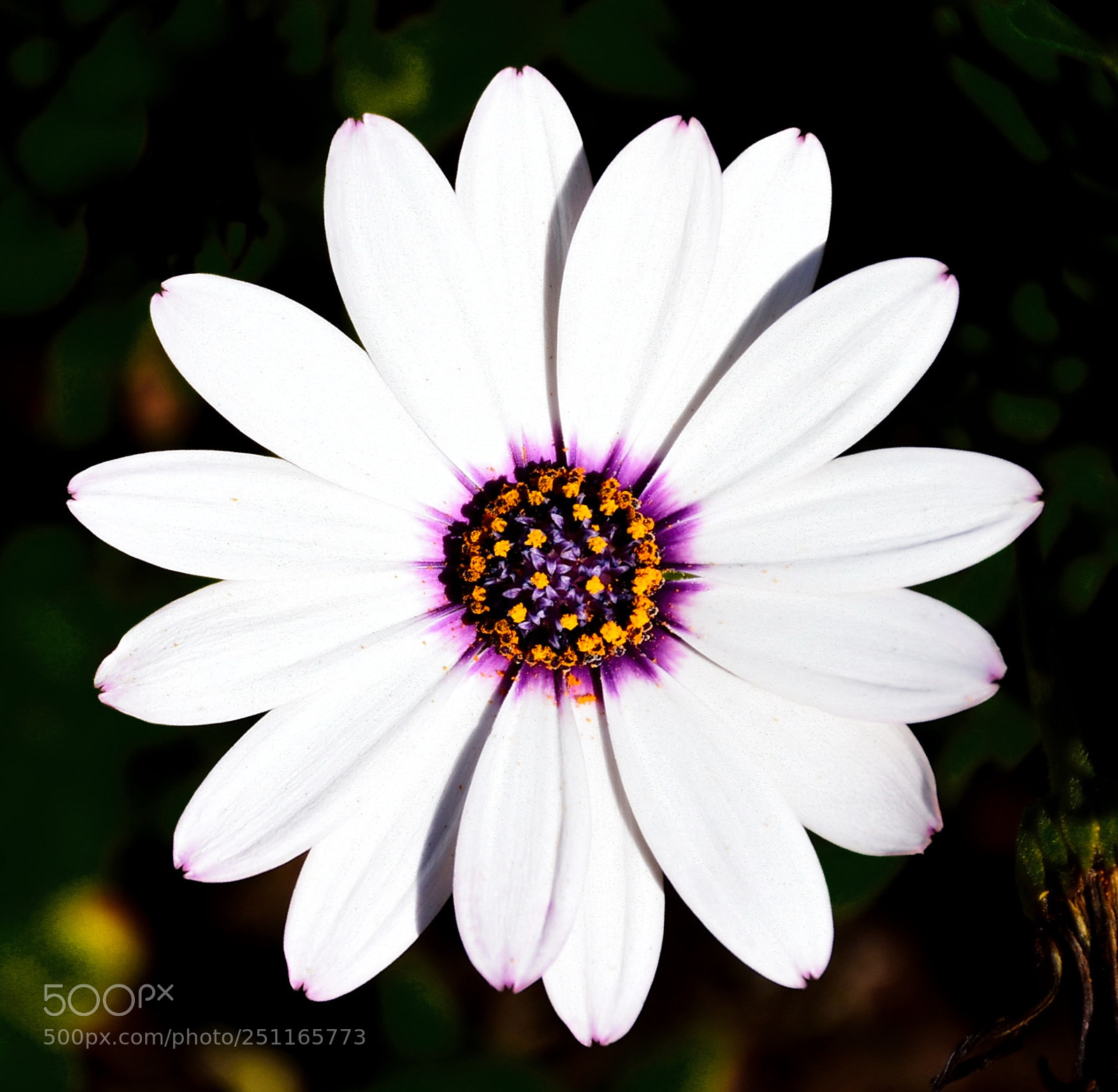 Nikon D7200 sample photo. A beautiful white and photography