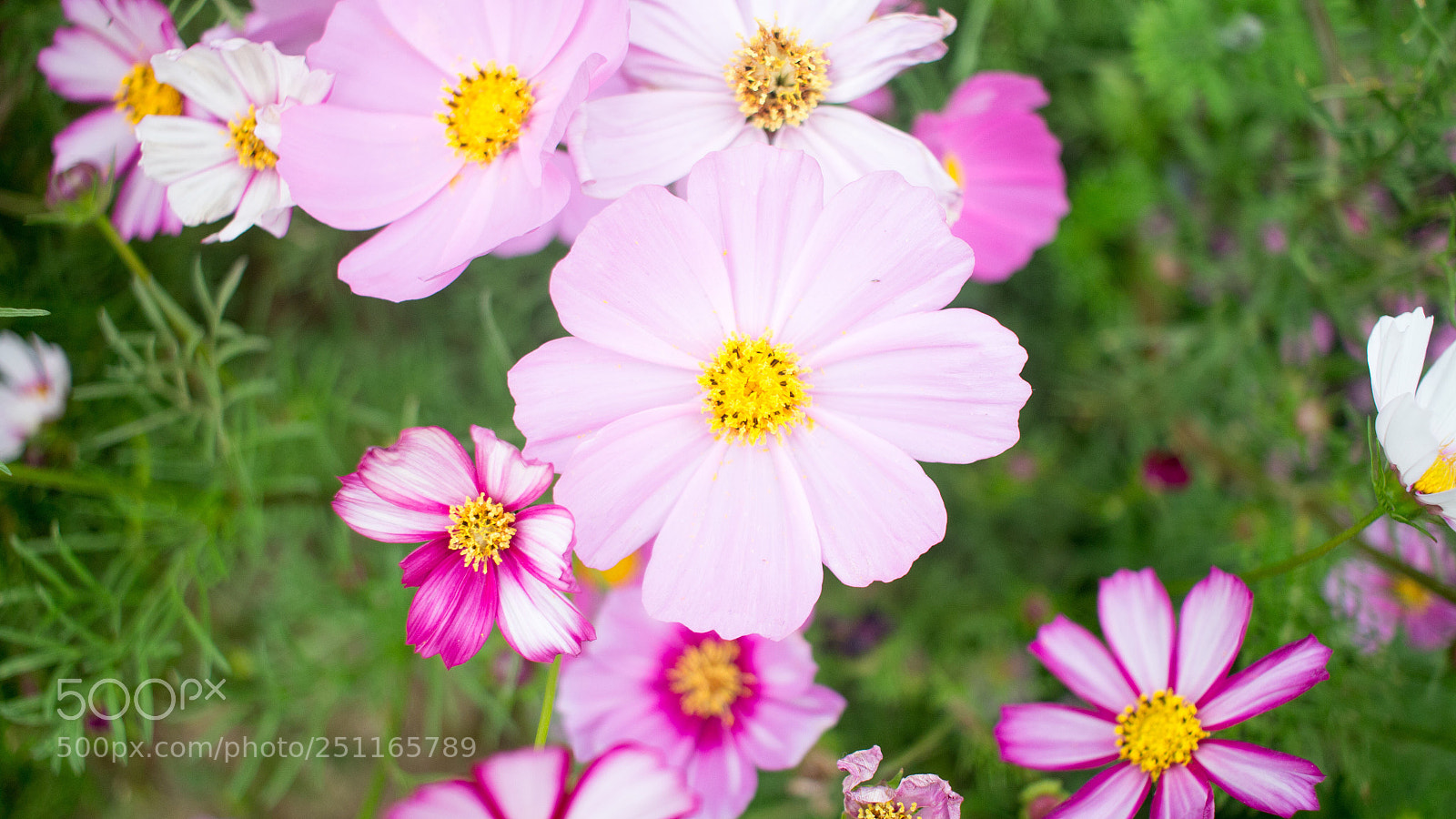 Canon EOS 700D (EOS Rebel T5i / EOS Kiss X7i) sample photo. 2018 photography