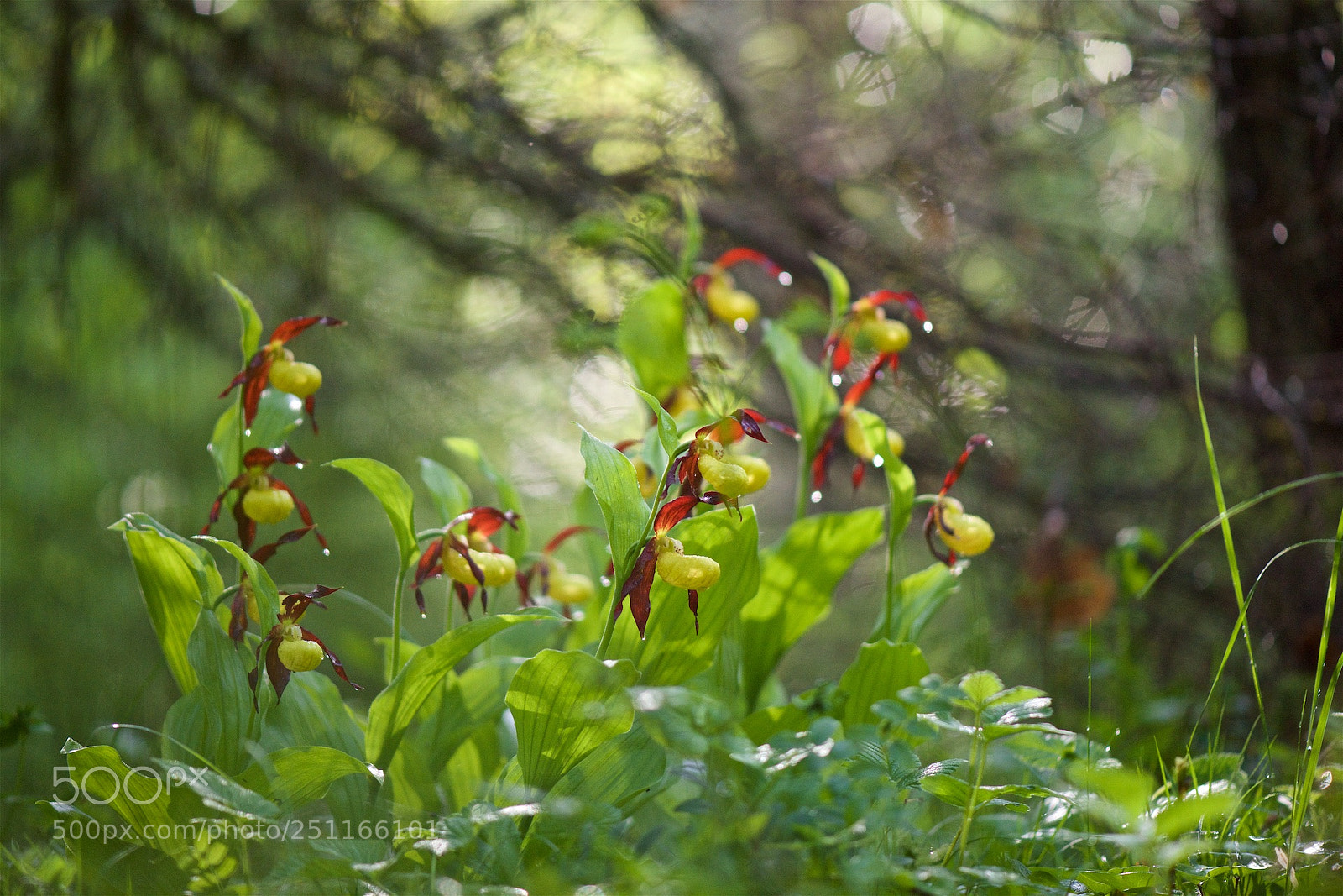 Nikon D810 sample photo. After the rain. photography