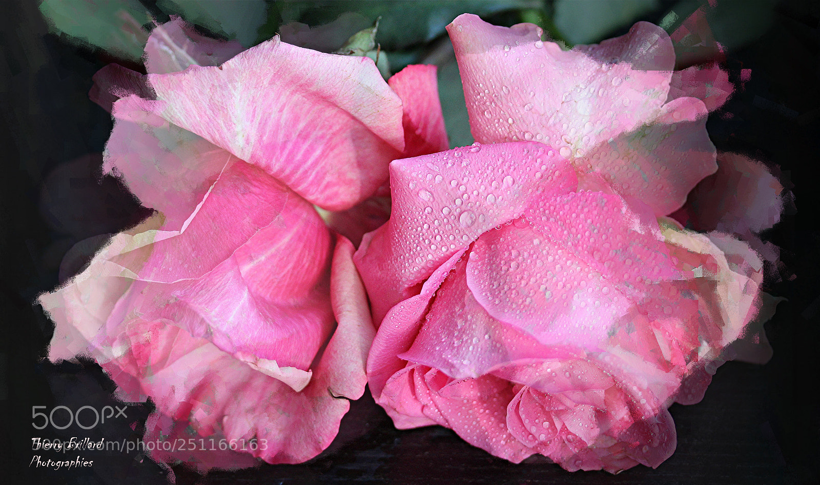 Canon EOS 600D (Rebel EOS T3i / EOS Kiss X5) sample photo. Deux roses en comme photography
