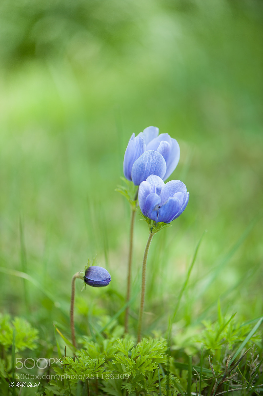 Nikon D700 sample photo. En attendant le printemps photography