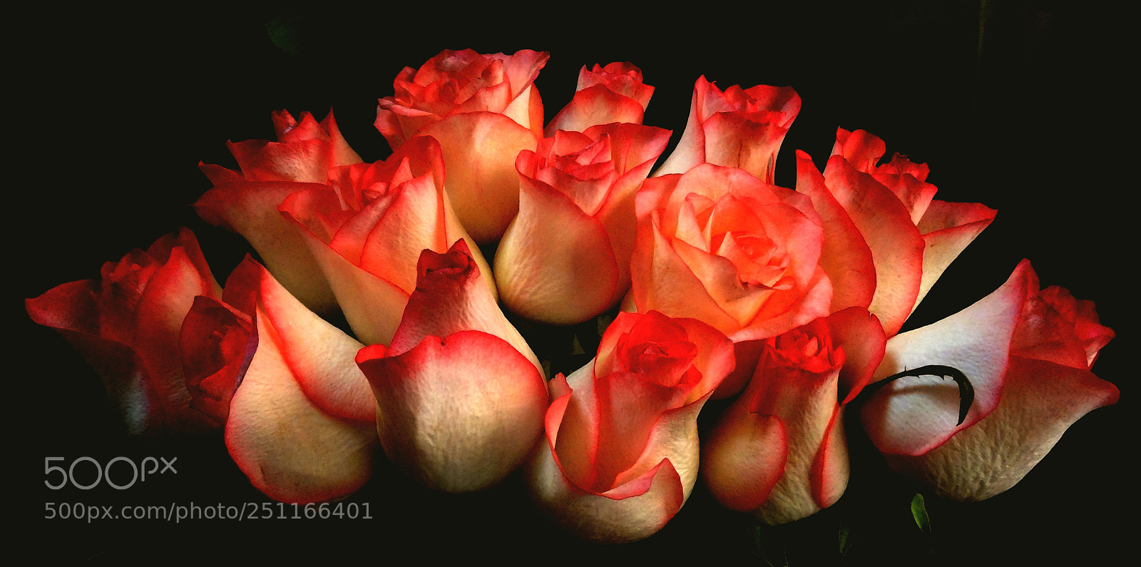 Sony Cyber-shot DSC-HX9V sample photo. ...red-white roses photography