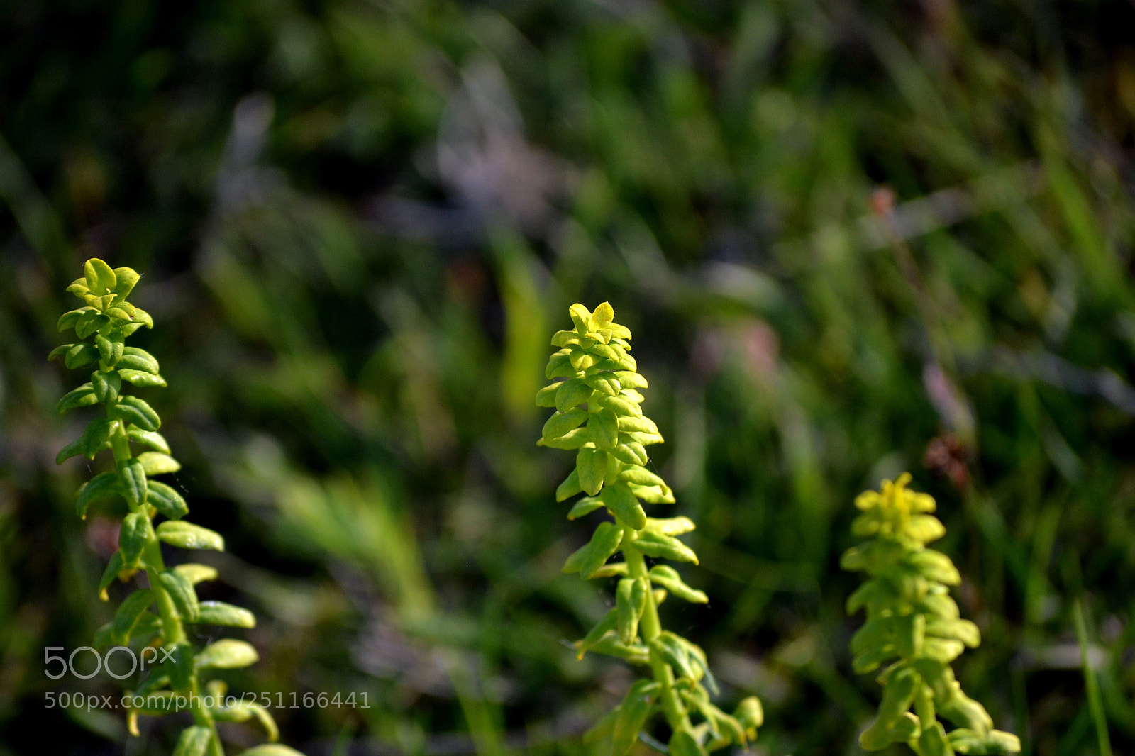 Nikon D3100 sample photo. Galium cruciata photography