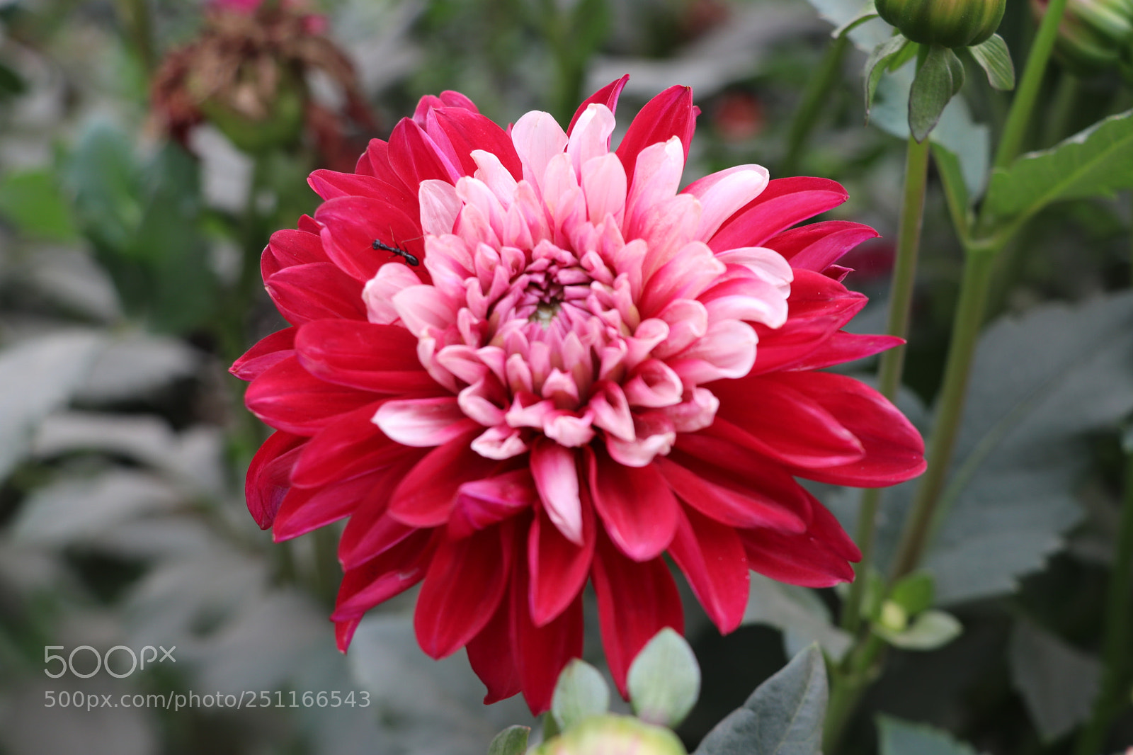 Canon EOS 80D sample photo. 2 color flower photography