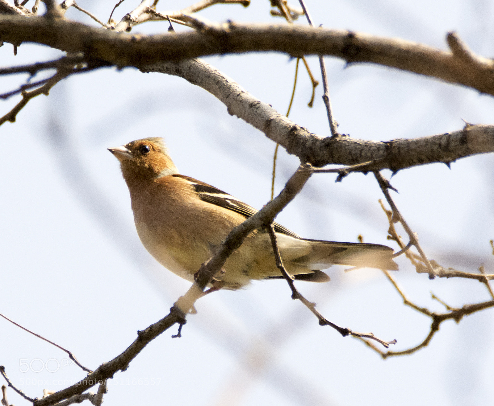 Nikon D7100 sample photo. Chaffinch_1 photography