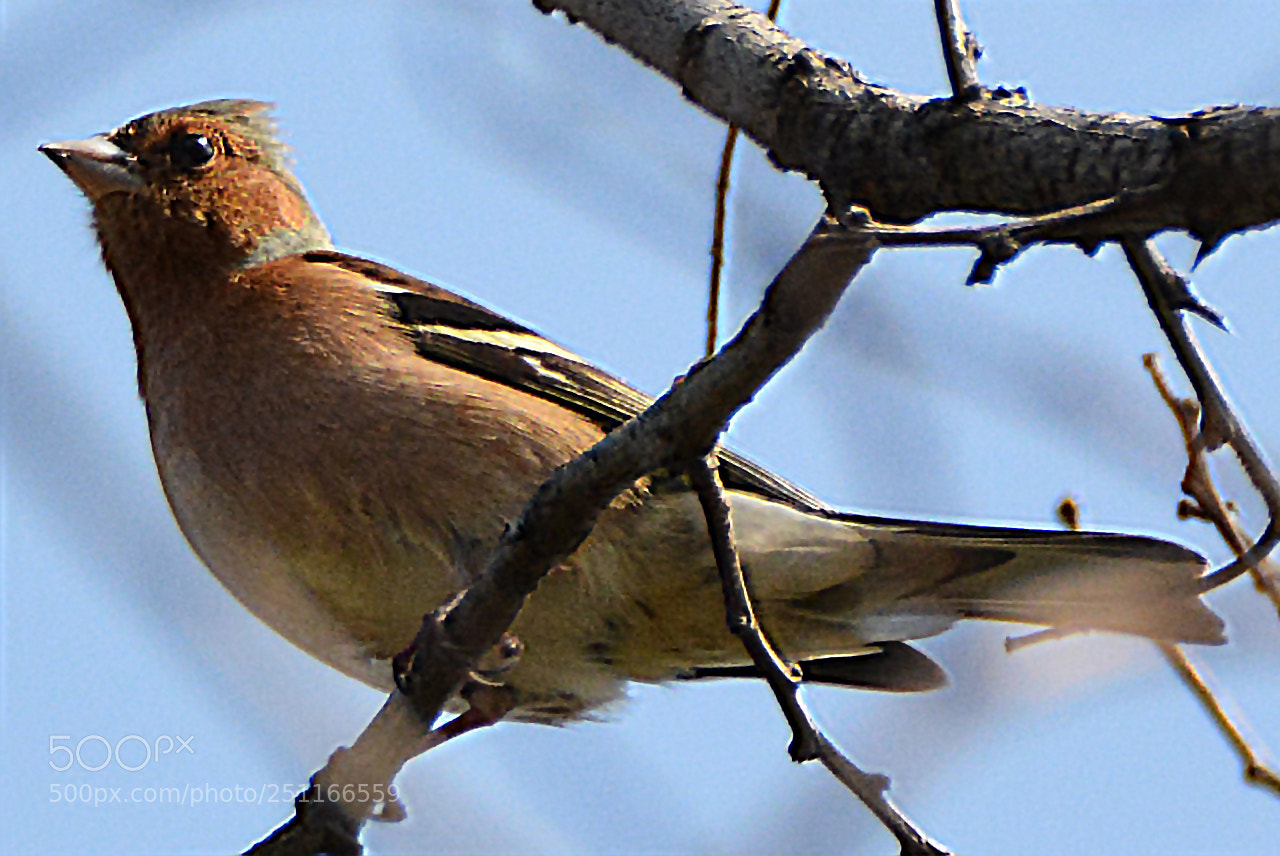 Nikon D7100 sample photo. Finch_2 photography