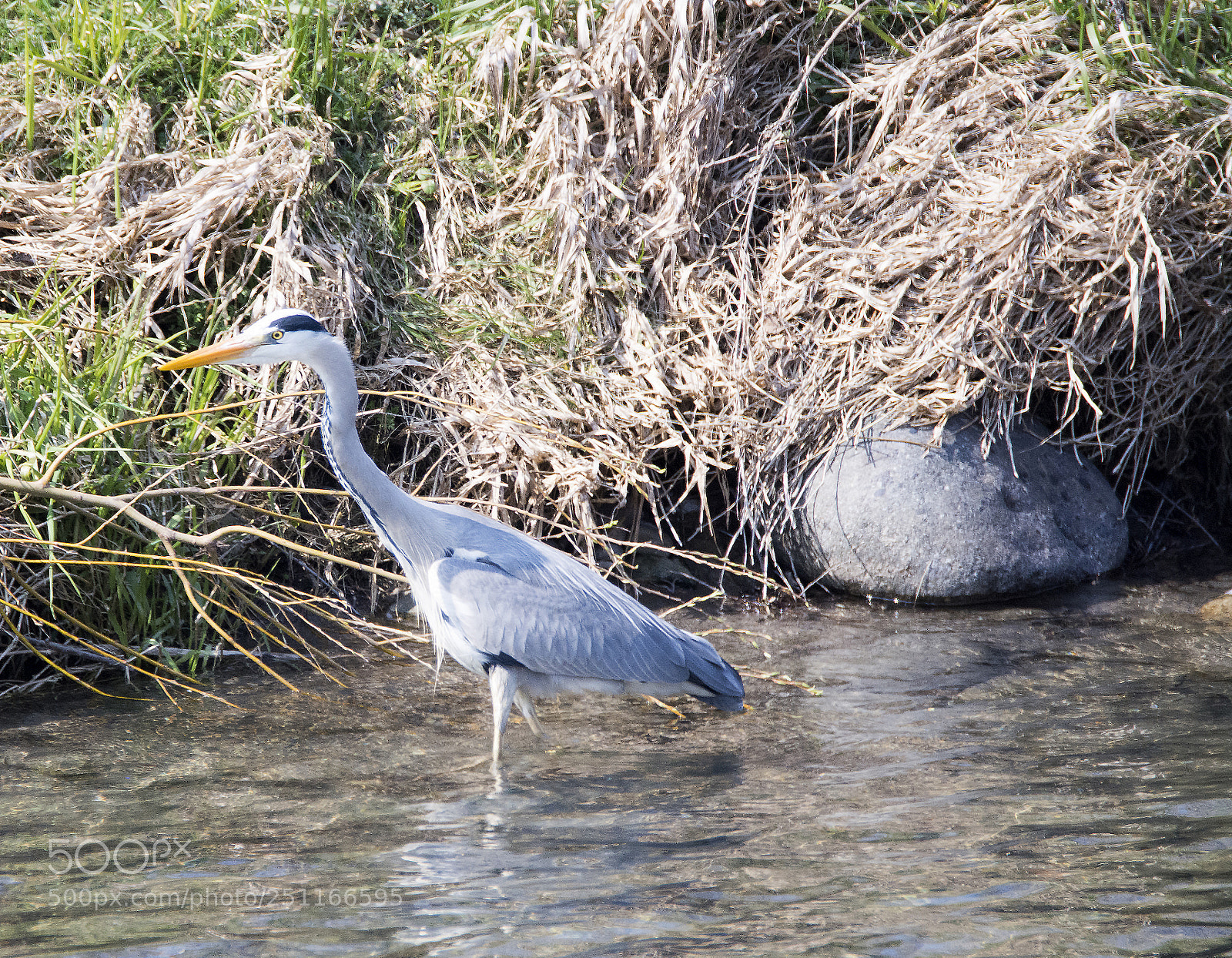 Nikon D7100 sample photo. Heron nest photography