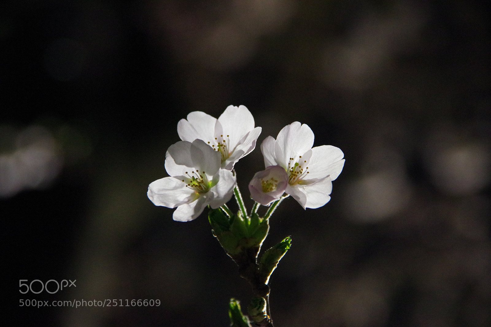 Pentax K-70 sample photo. Untitled photography