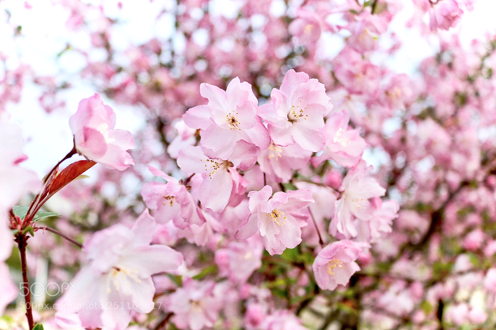 Canon EOS 760D (EOS Rebel T6s / EOS 8000D) sample photo. Malus halliana koehne photography
