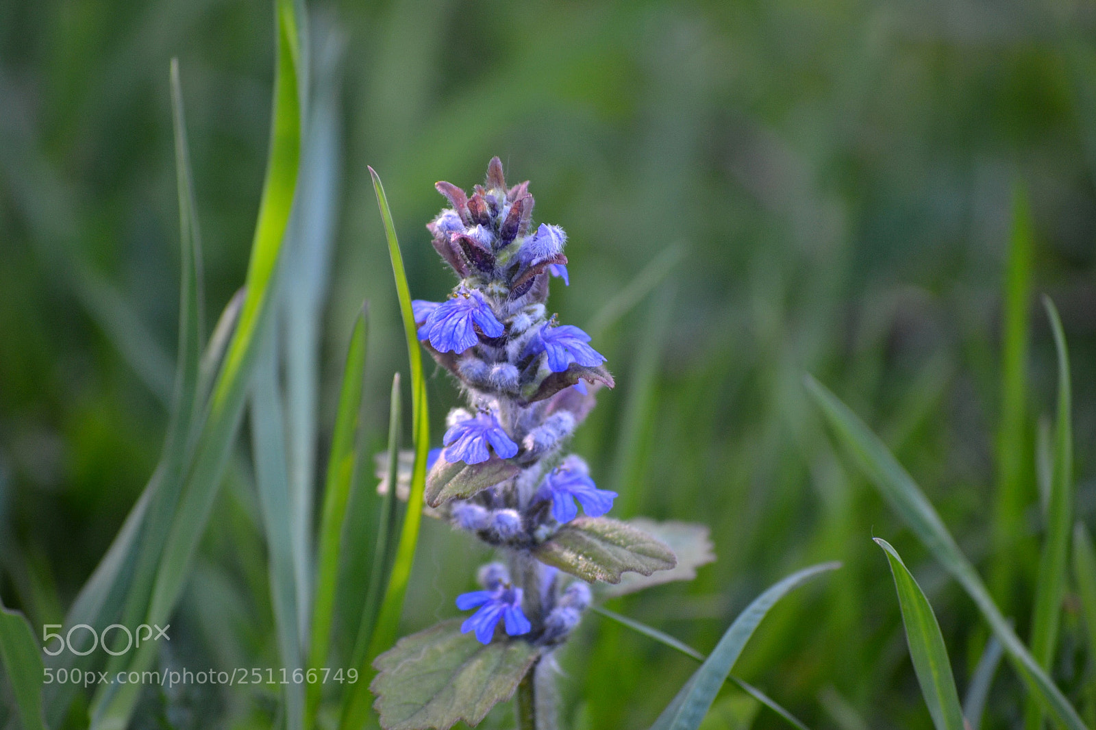 Nikon D3100 sample photo. Ajuga genevensis photography