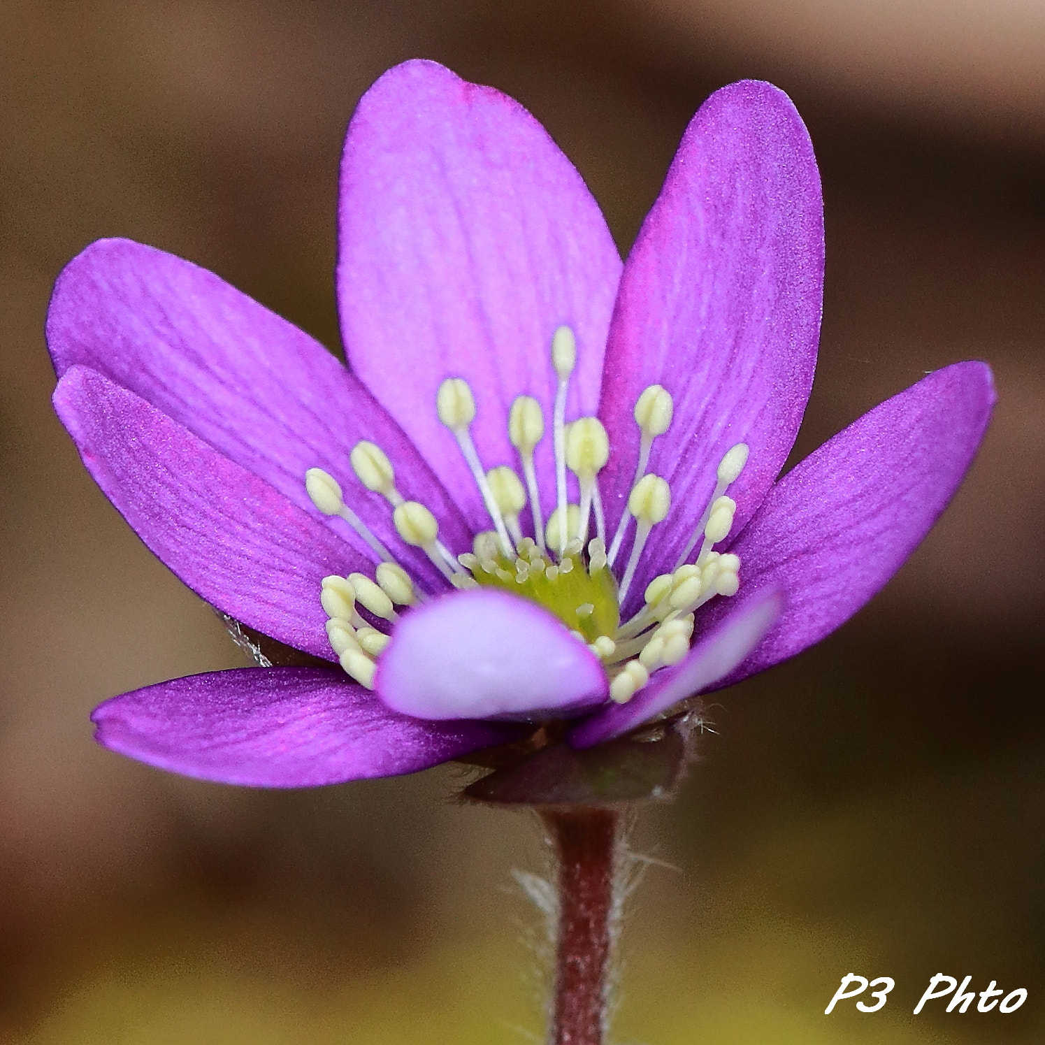 Canon EF 100mm F2.8L Macro IS USM sample photo. Img photography