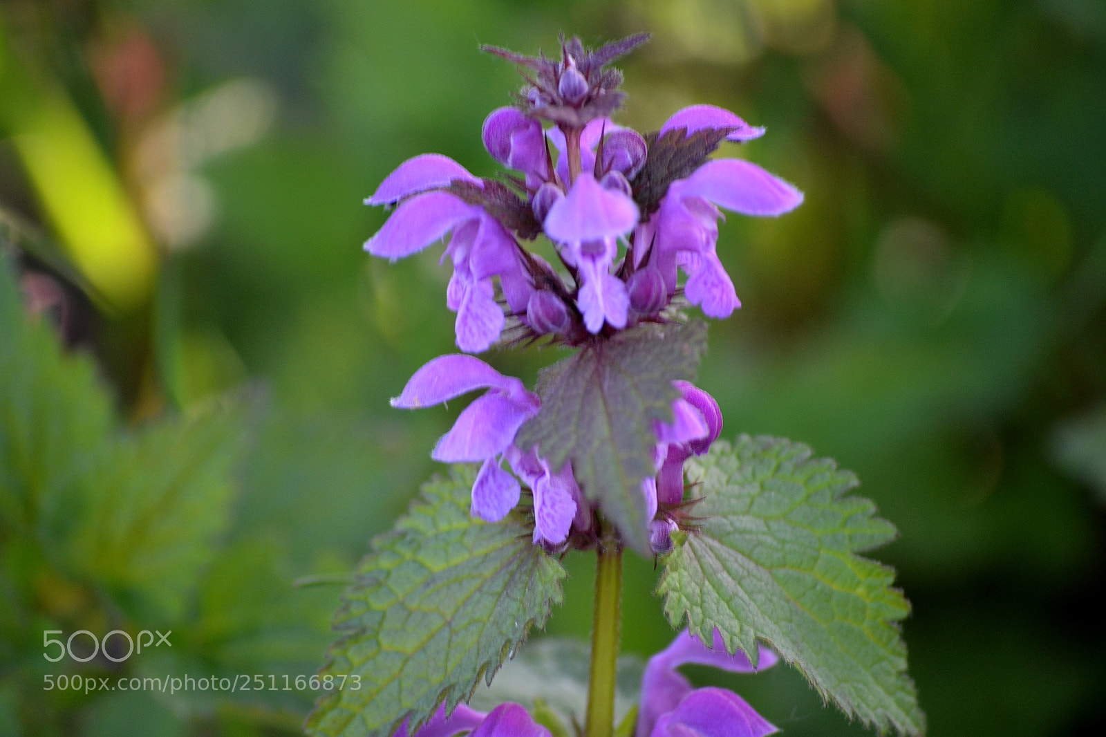 Nikon D3100 sample photo. Lamium maculatum photography