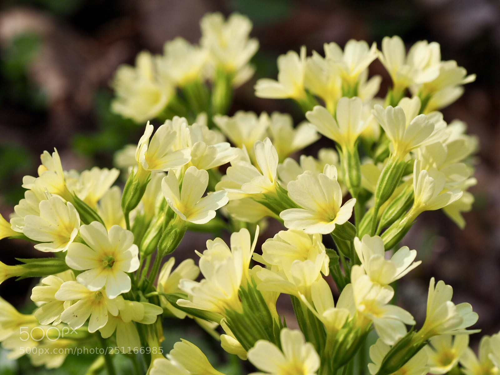 Olympus OM-D E-M10 II sample photo. Crocus chrysanthus - cream photography