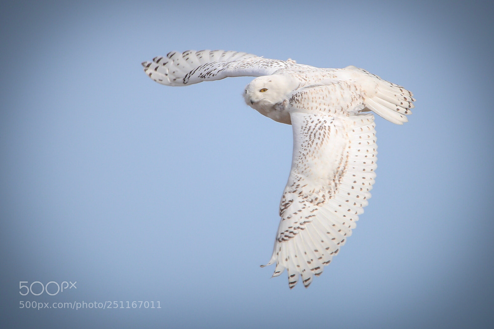 Canon EOS-1D X Mark II sample photo. Snowy owl photography