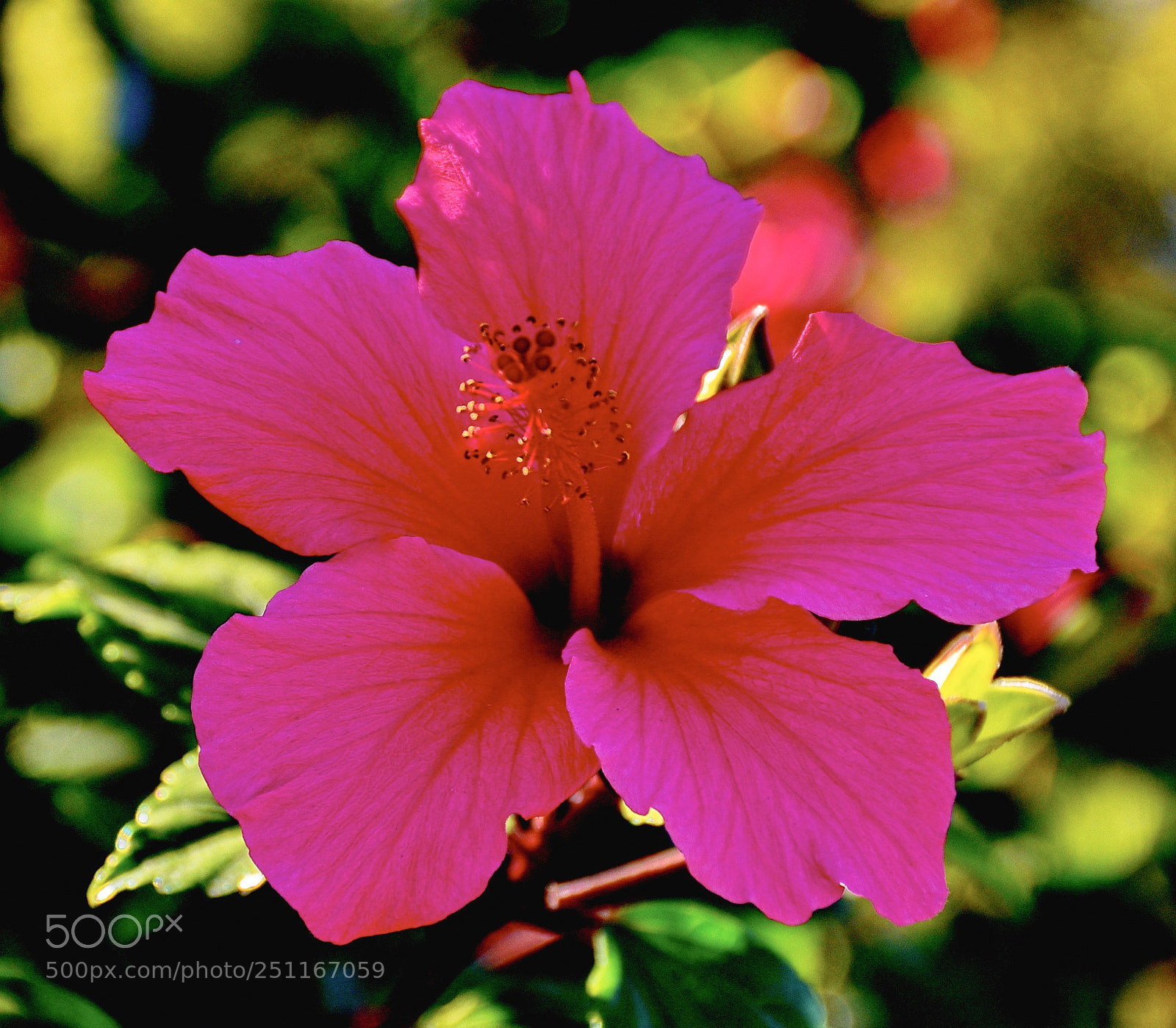 Nikon D7200 sample photo. A pink hibiscus in photography