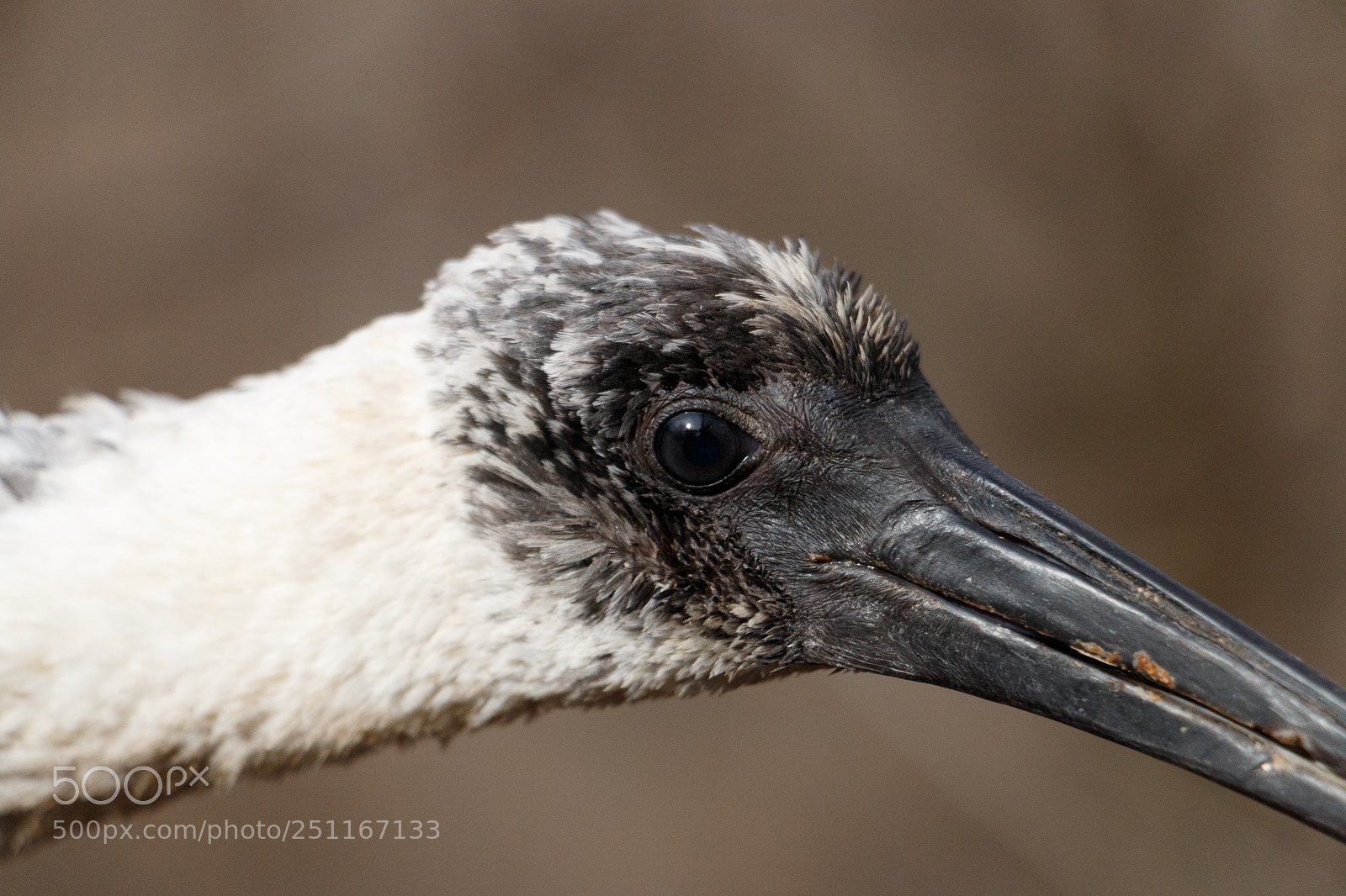 Canon EOS 70D sample photo. Bird stretch photography