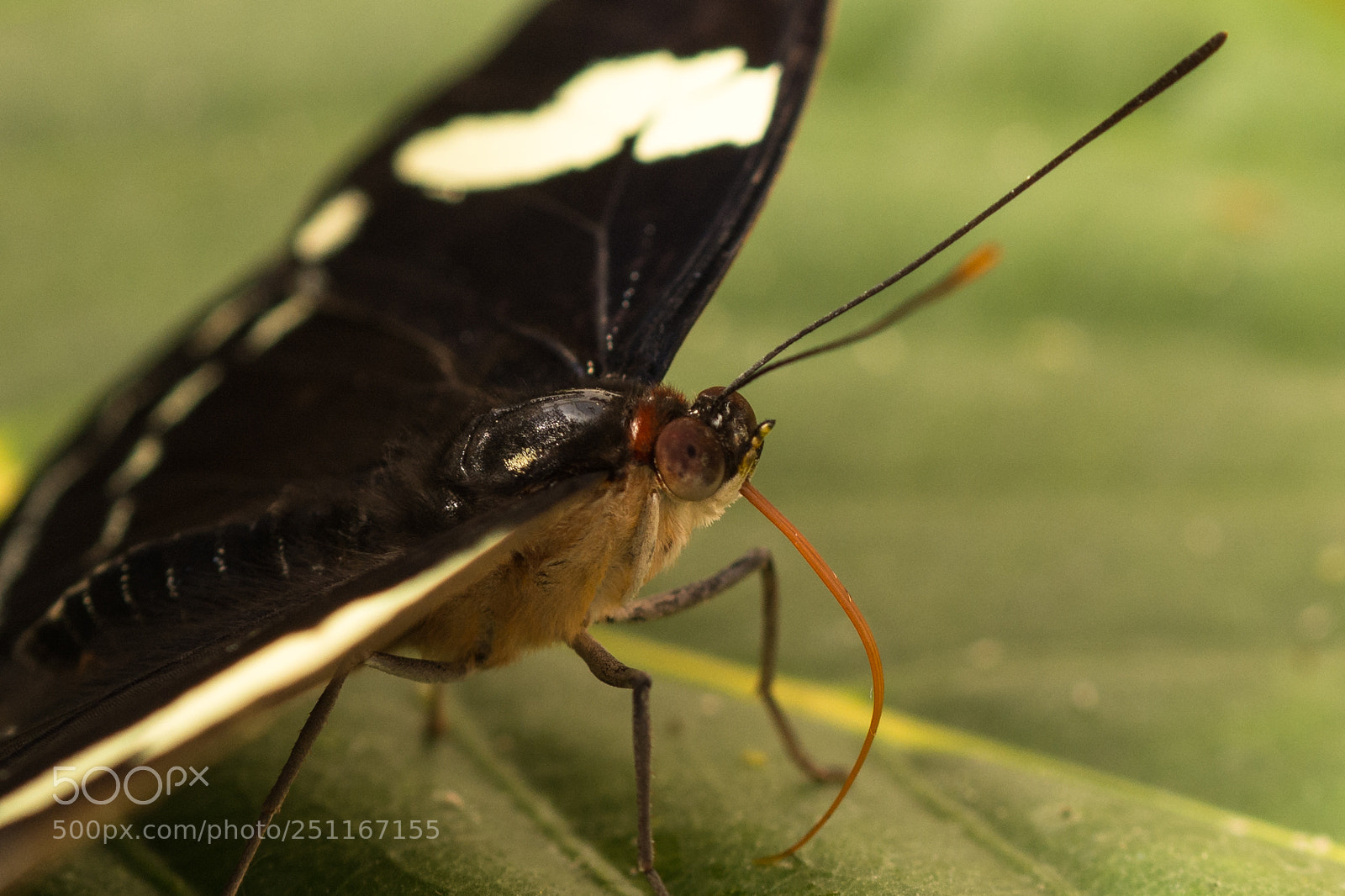 Nikon D7200 sample photo. Portrait of a heliconius photography