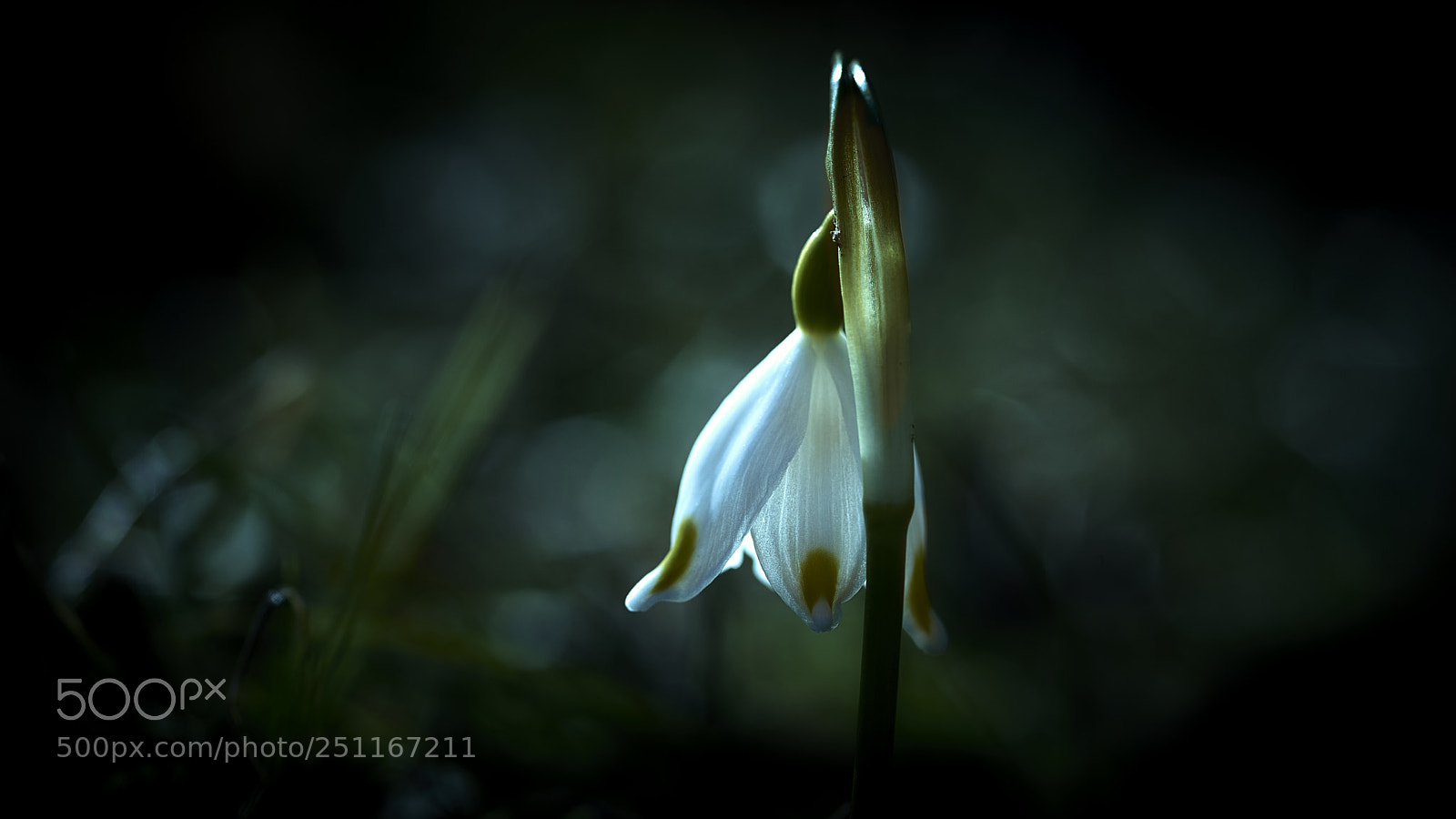 Nikon D800E sample photo. Solitude photography