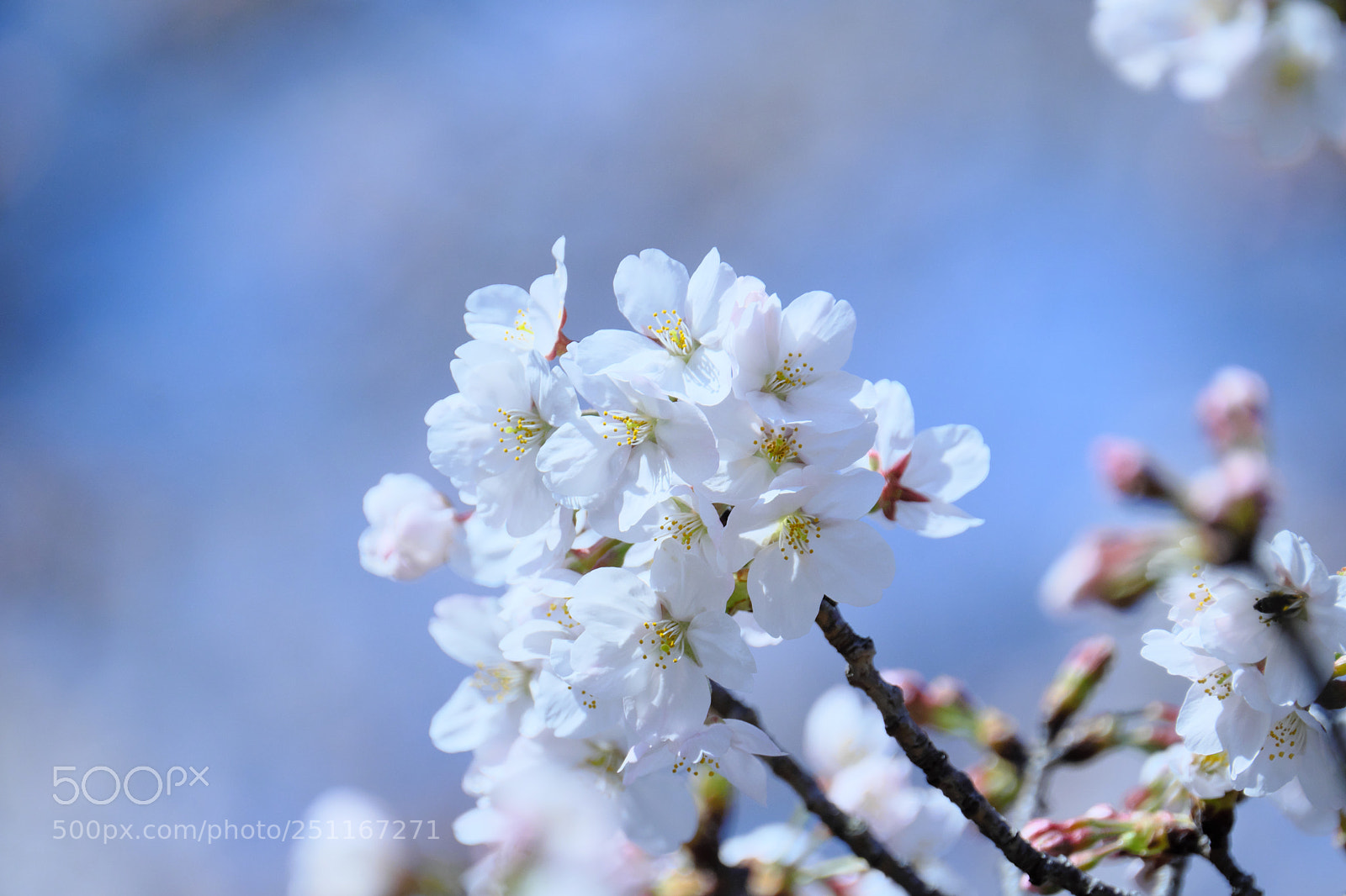 Fujifilm X-T2 sample photo. Full bloom photography