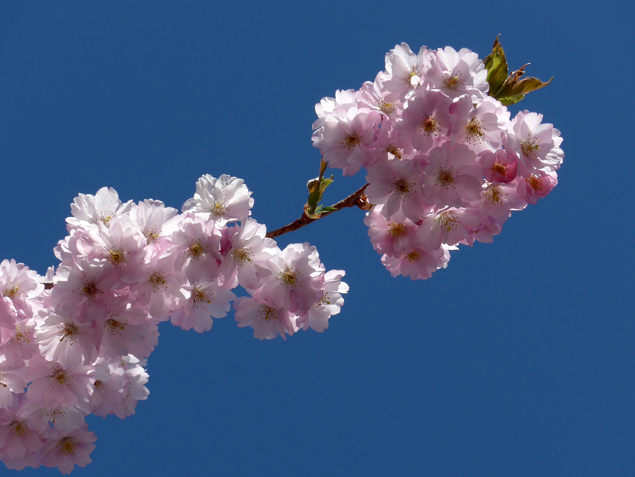 Leica C (Typ 112) sample photo