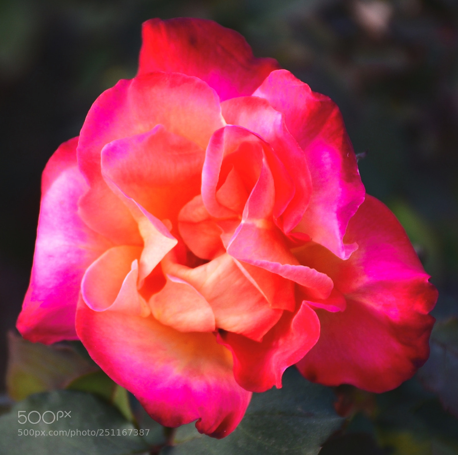 Nikon D7200 sample photo. A blossoming pink rose photography