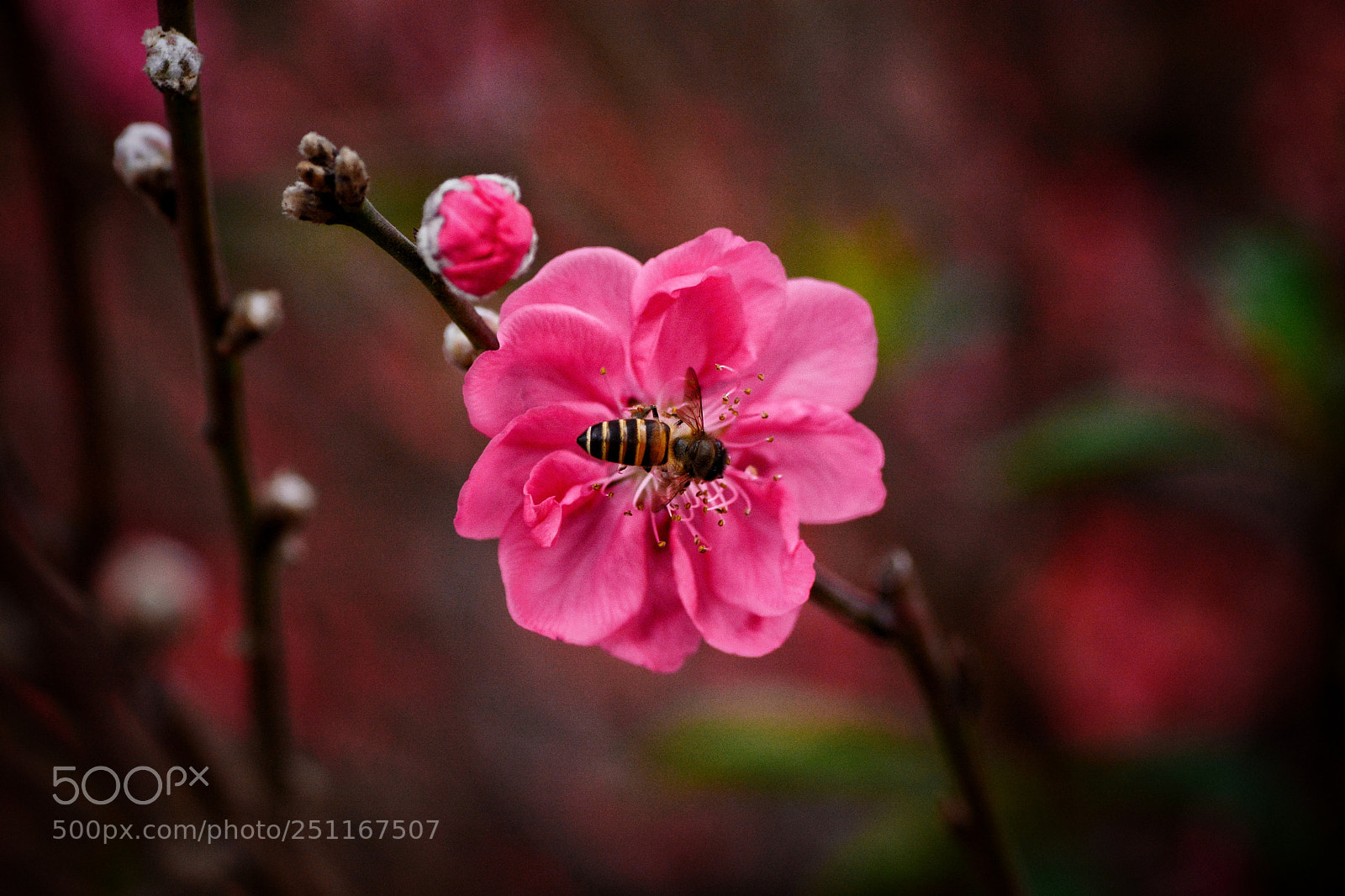 Nikon D7100 sample photo. Untitled photography