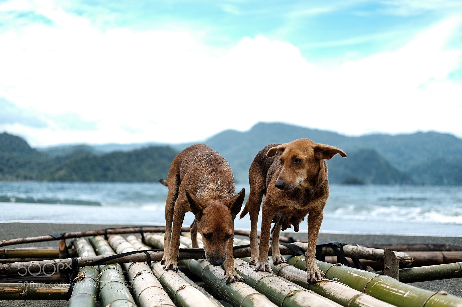 Fujifilm X-E2 sample photo. Best friend foevah ? photography