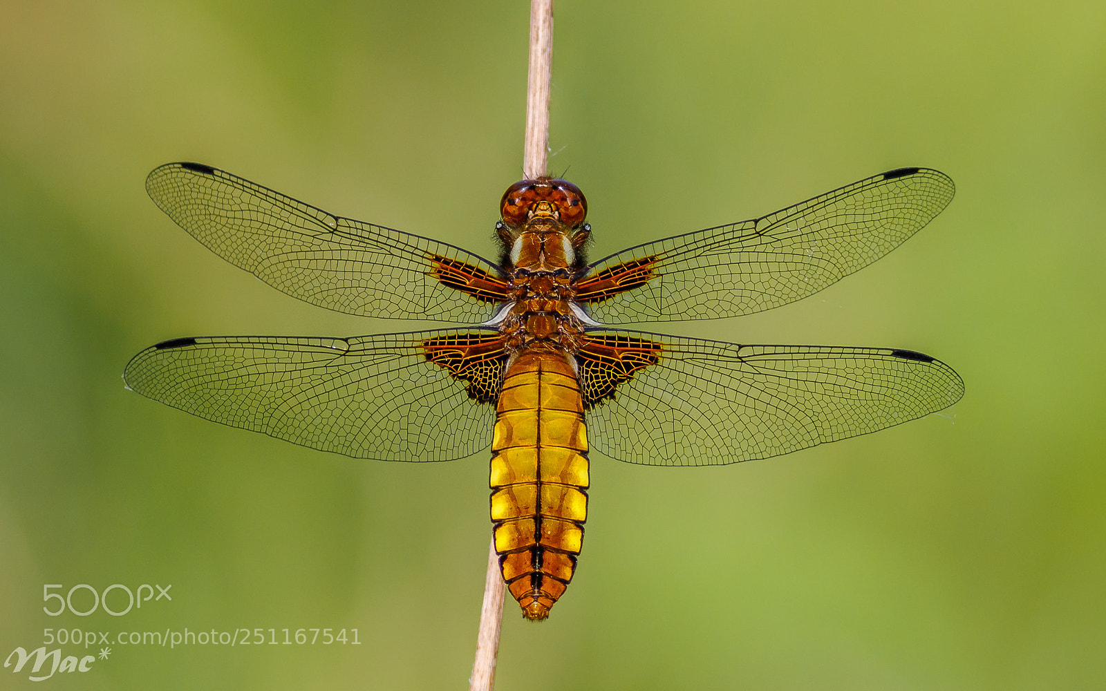 Canon EOS 7D Mark II sample photo. Perfect wings photography