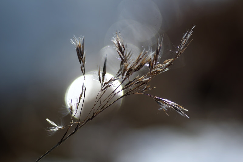 Pentax K-3 II + Tamron SP AF 90mm F2.8 Di Macro sample photo. Grassweed photography