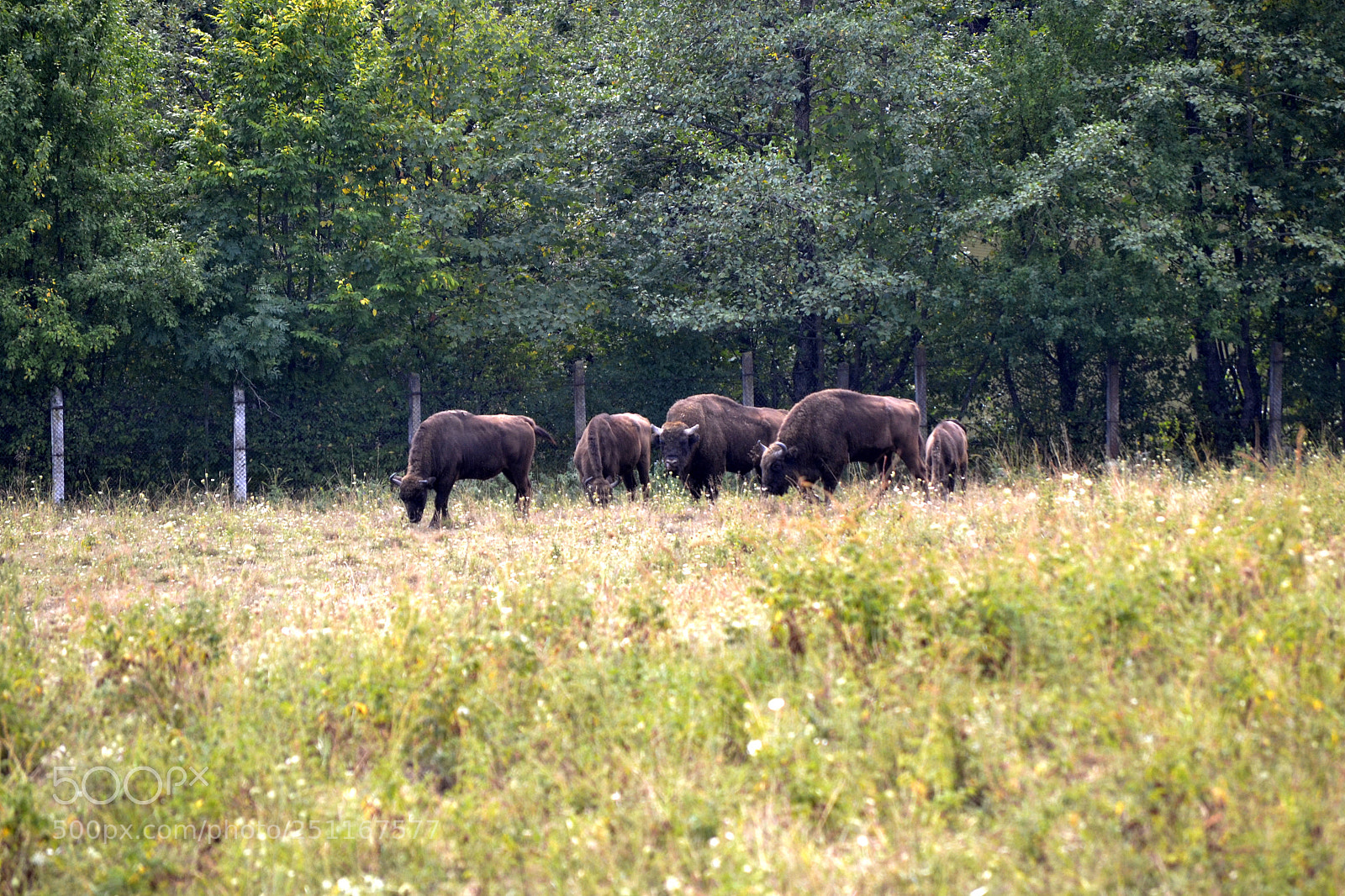 Nikon D3100 sample photo. Bison bonasus photography