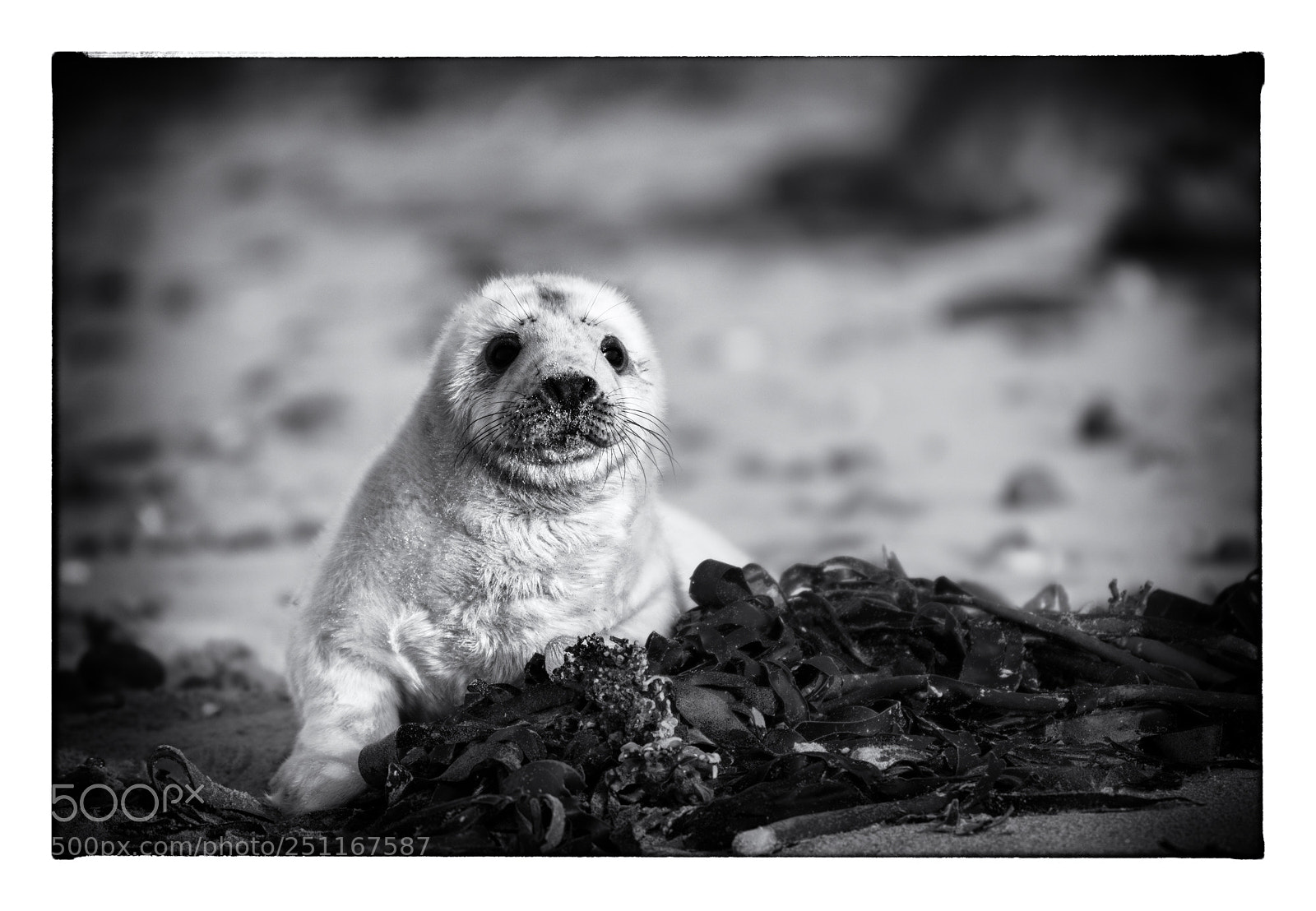 Nikon D500 sample photo. Small gray seal from photography