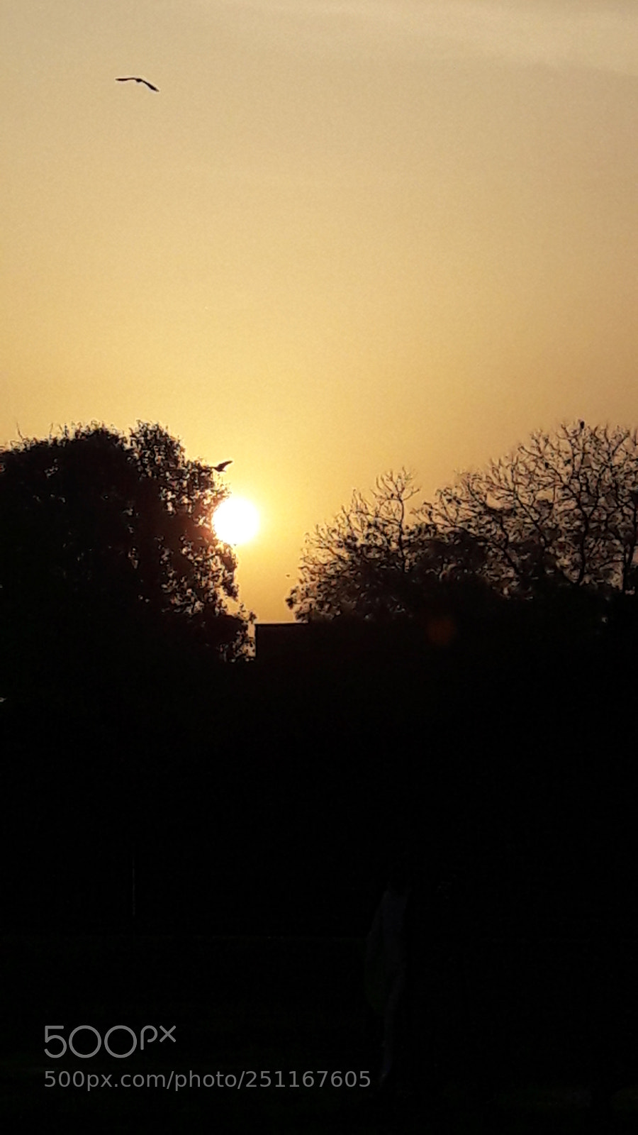 Samsung Galaxy A5(2016) sample photo. Sunset- gold&black photography